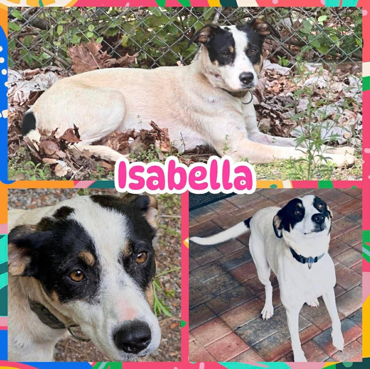 Enlarge Isabella, a ADOPTABLE mixed breed in Ringwood, NJ image 1/1