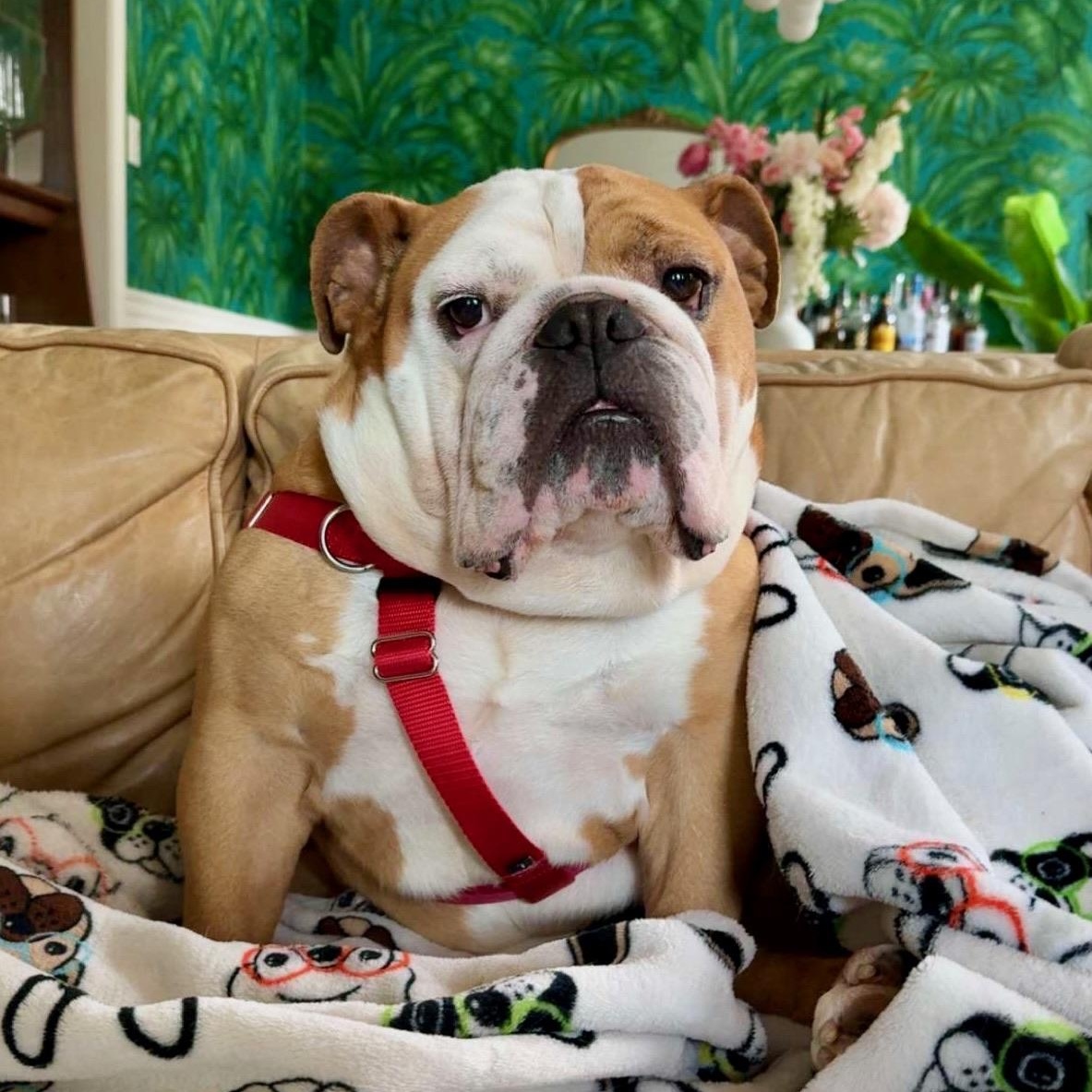 Oliver, adopted, Adult Male English Bulldog.