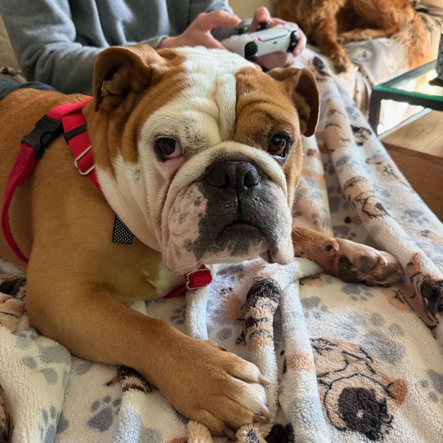 Enlarge Oliver, an adopted English Bulldog in New Orleans, LA image 2/4