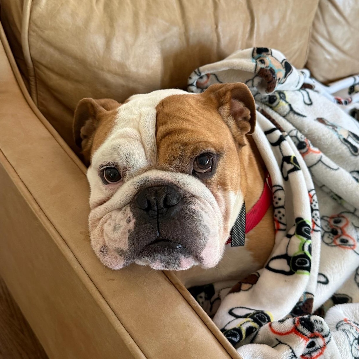 Enlarge Oliver, an adopted English Bulldog in New Orleans, LA image 3/4