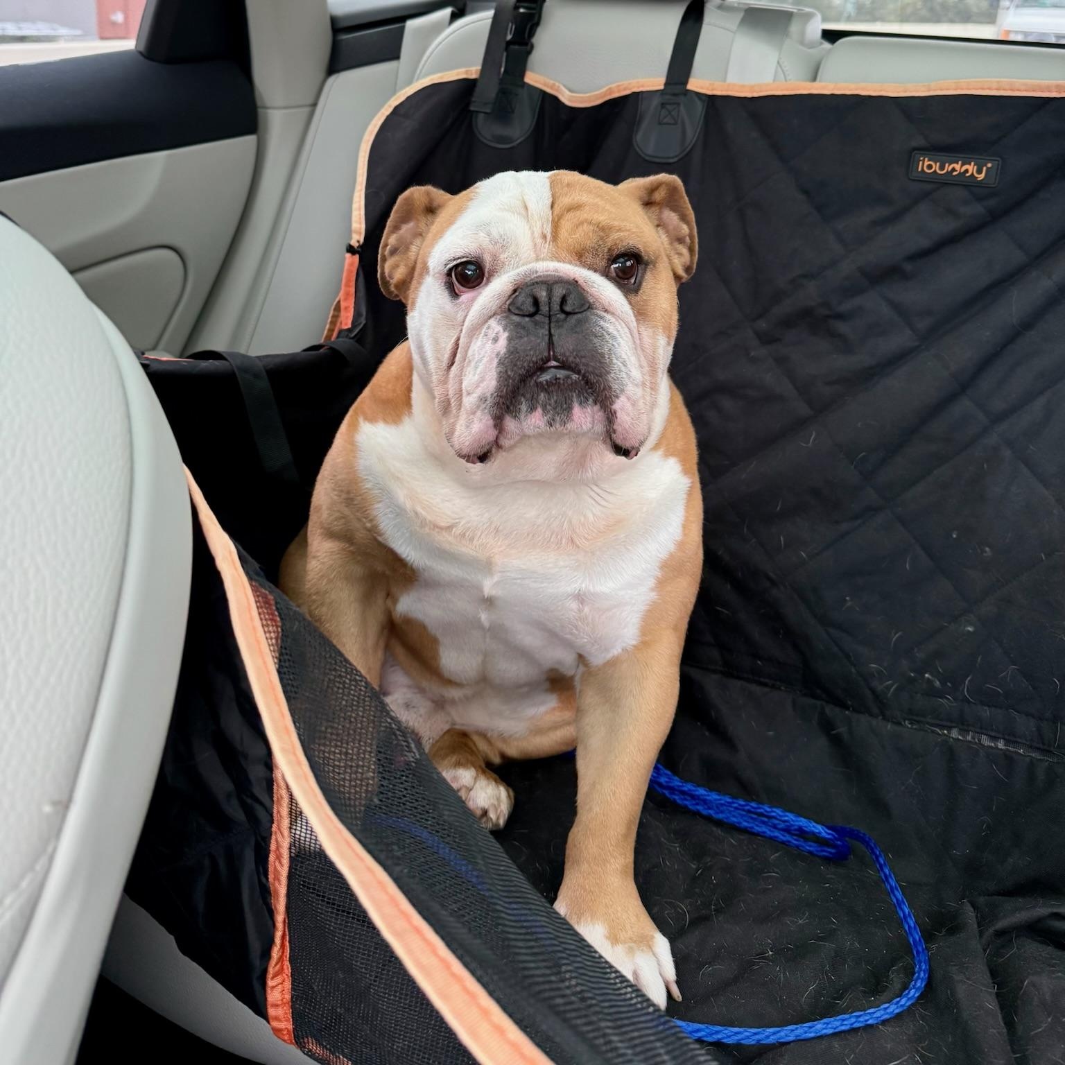 Enlarge Oliver, an adopted English Bulldog in New Orleans, LA image 4/4