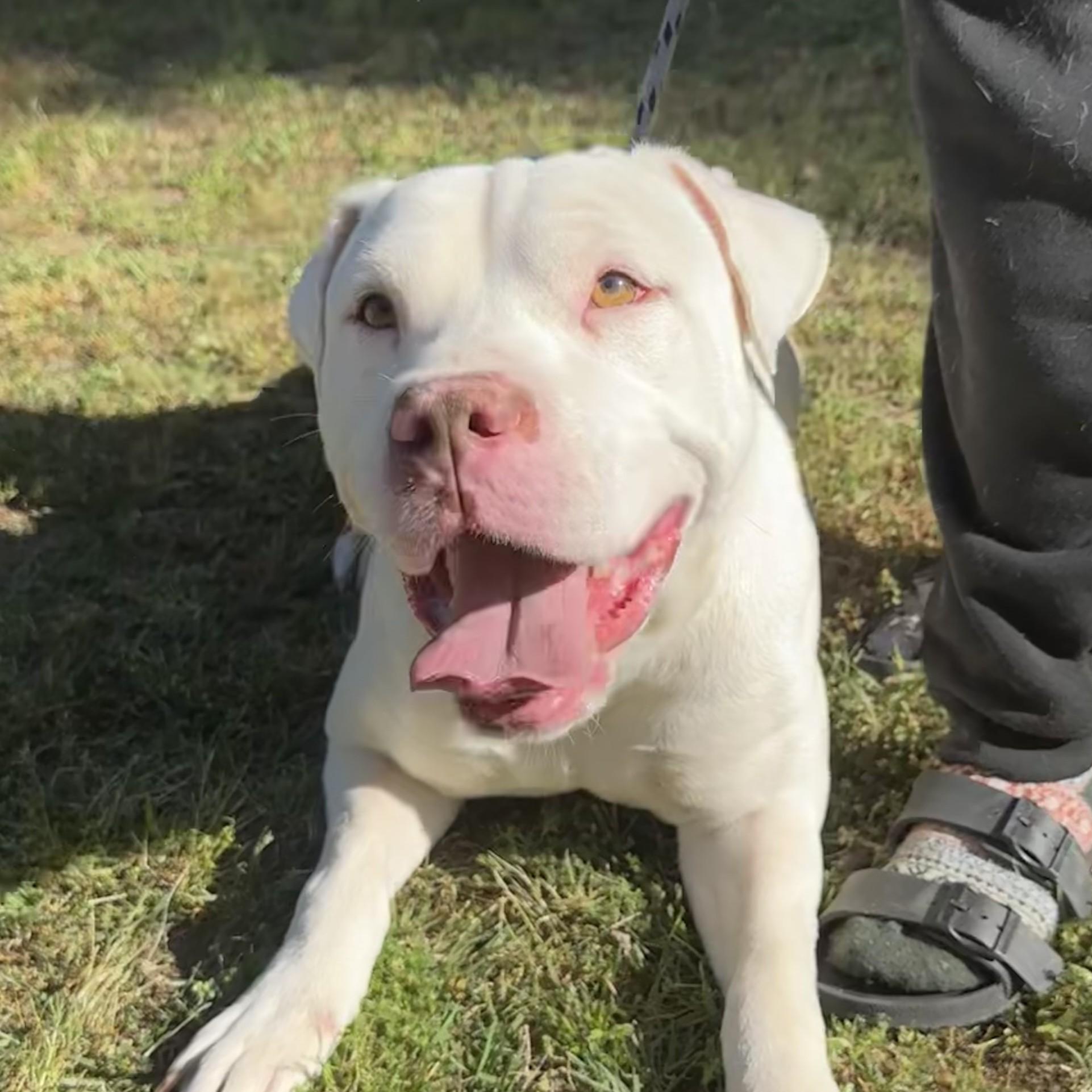 Max, Adoptable, Young Male American Bulldog.