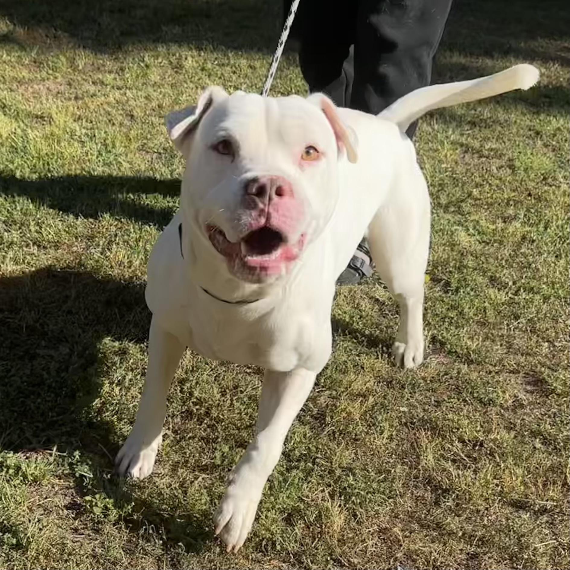 Enlarge Max, a Adoptable mixed breed in Boothbay, ME image 5/6