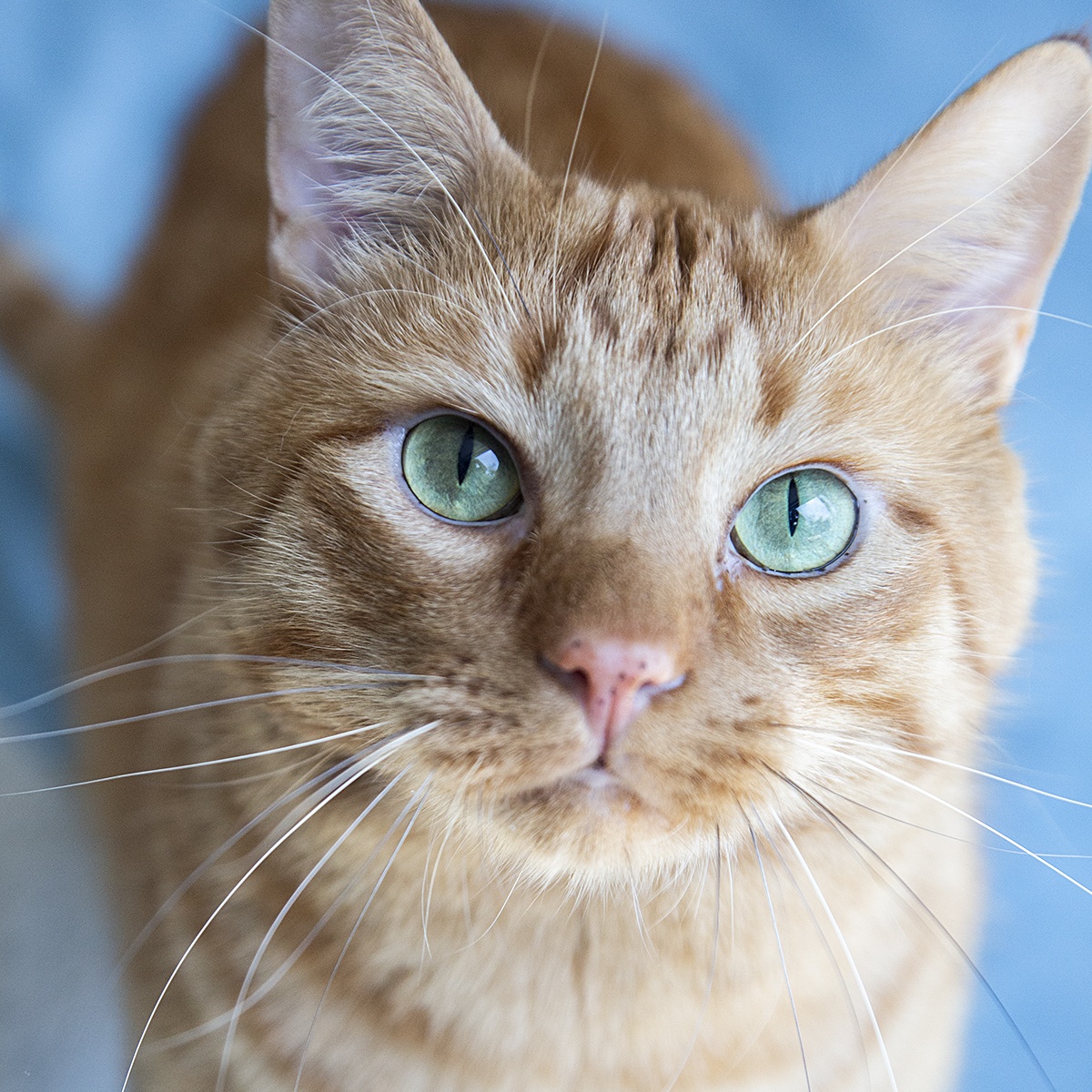 DannyBoy, Adult Male Domestic Short Hair