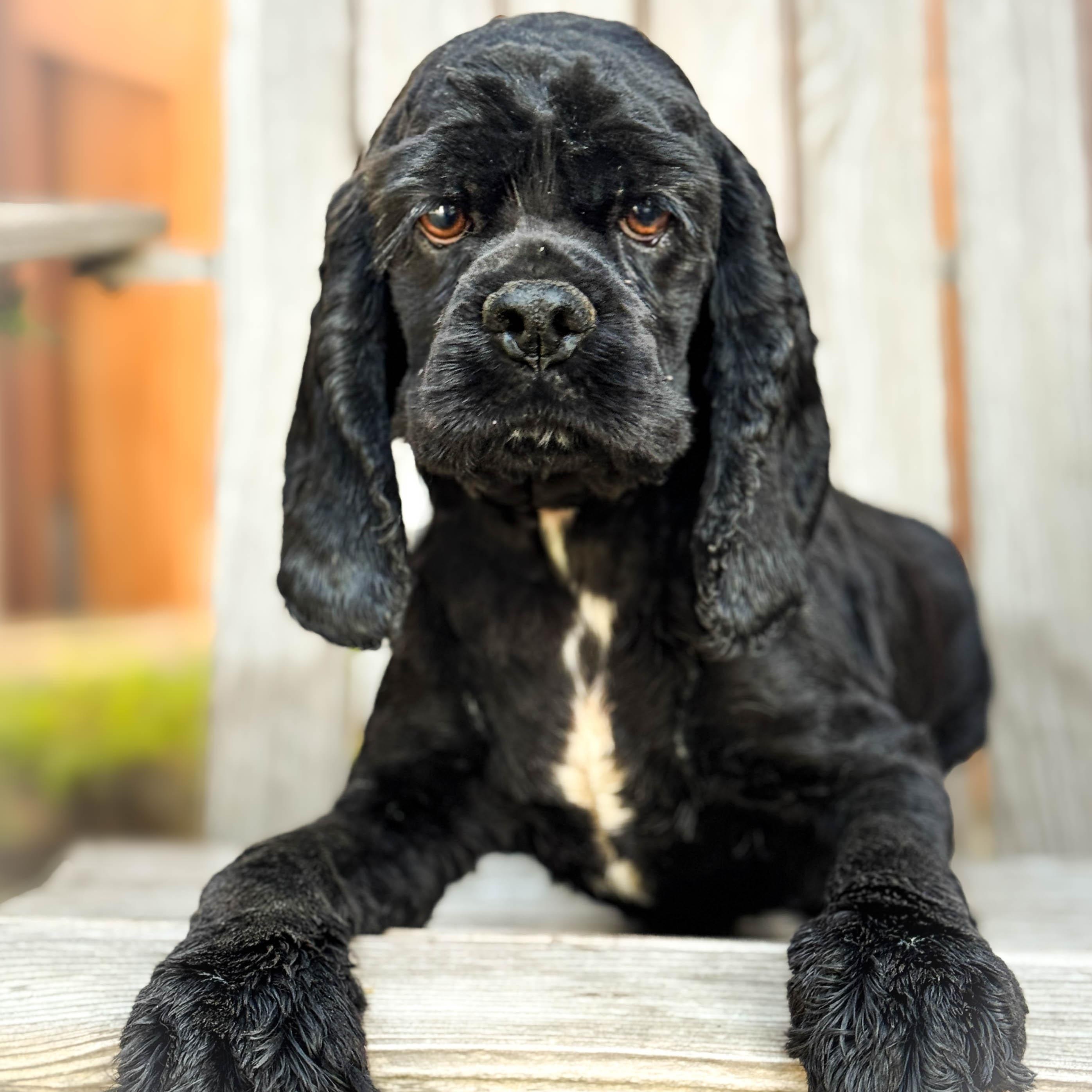 Enlarge Pooch, an adopted Cocker Spaniel in Torrance, CA image 4/4