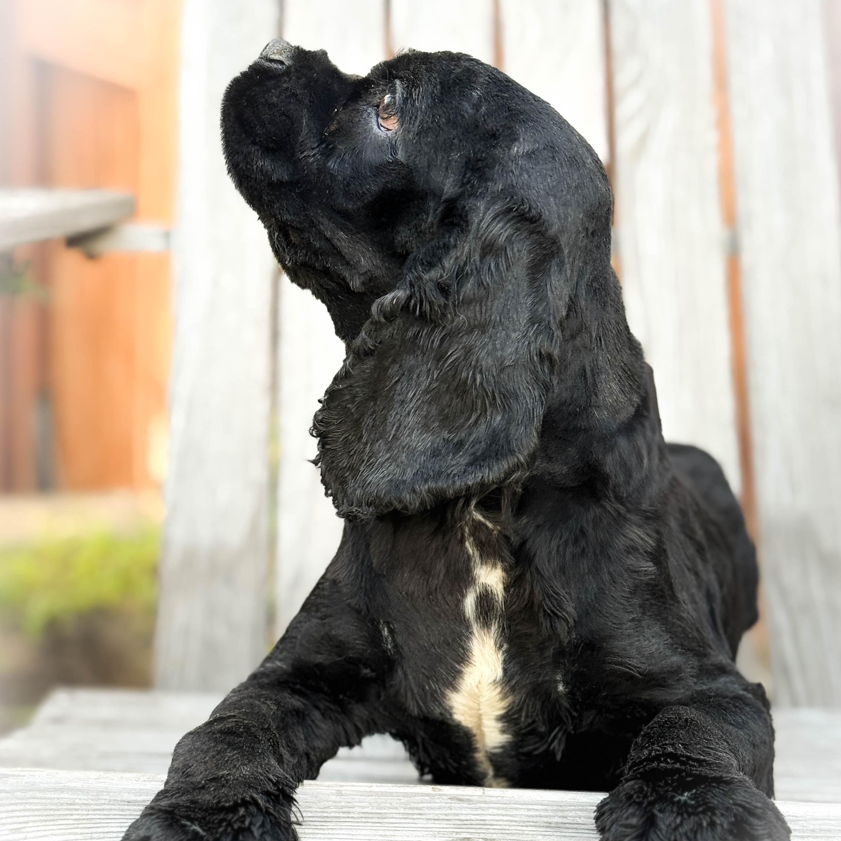 Enlarge Pooch, an adopted Cocker Spaniel in Torrance, CA image 3/4