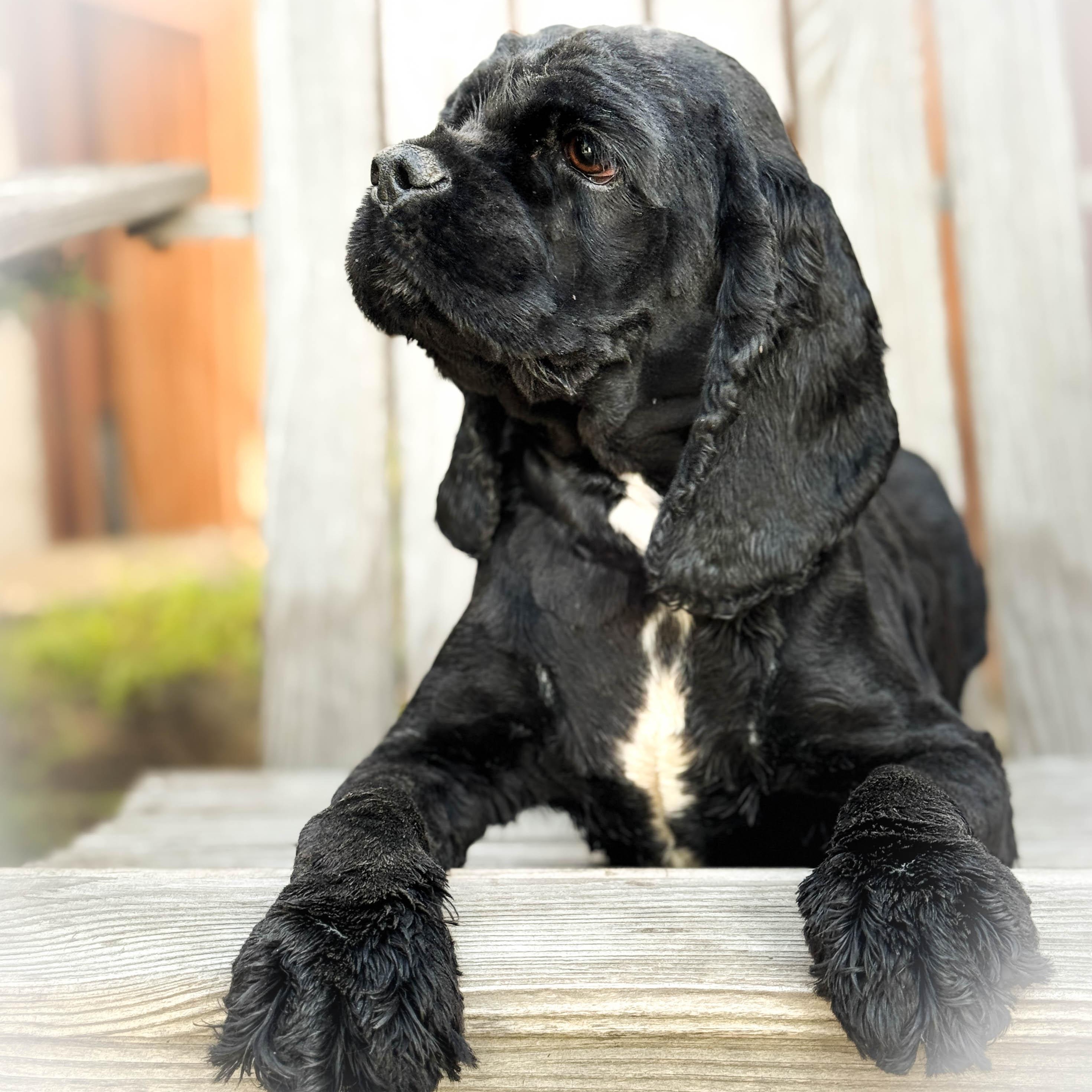 Enlarge Pooch, an adopted Cocker Spaniel in Torrance, CA image 2/4