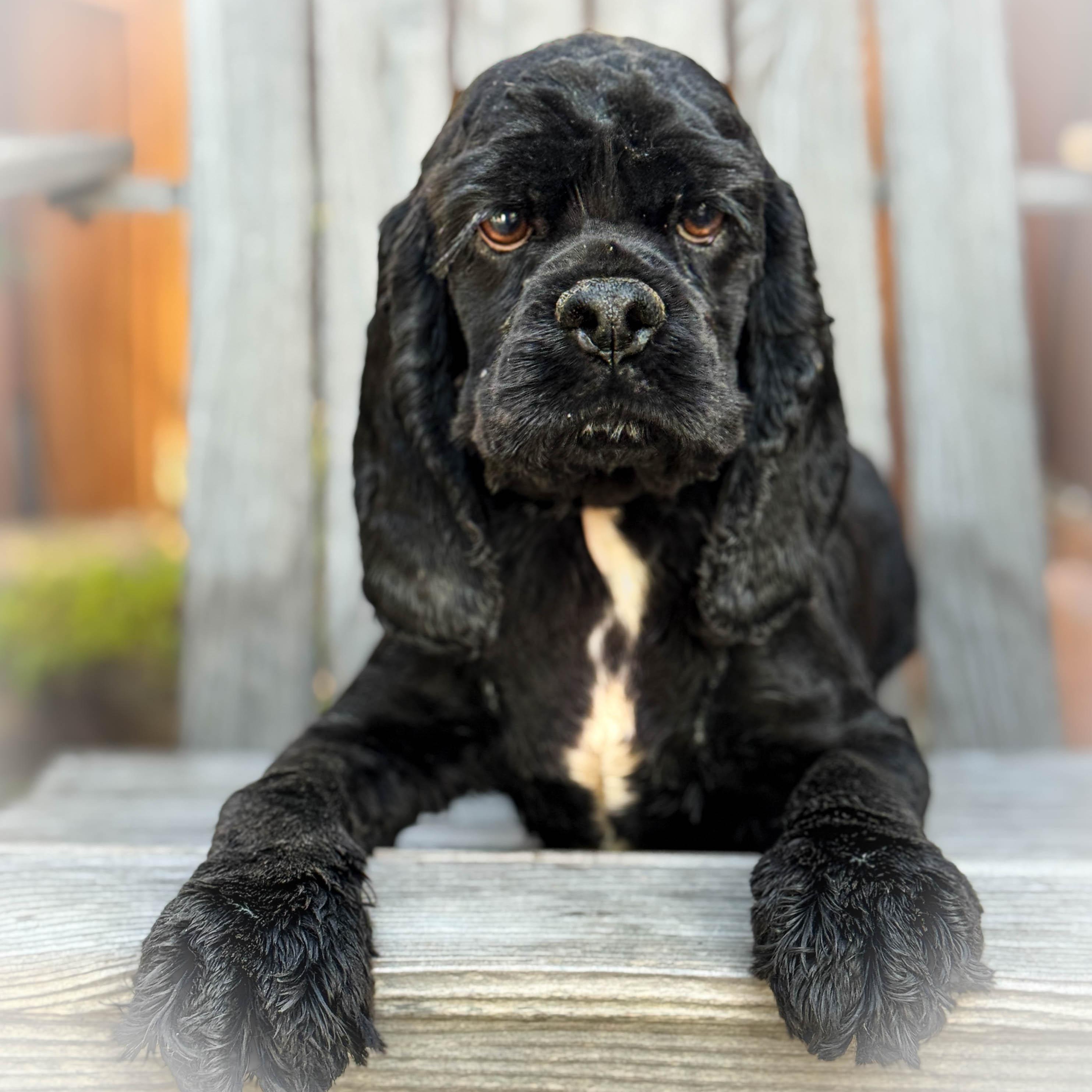 Enlarge Pooch, an adopted Cocker Spaniel in Torrance, CA image 1/4