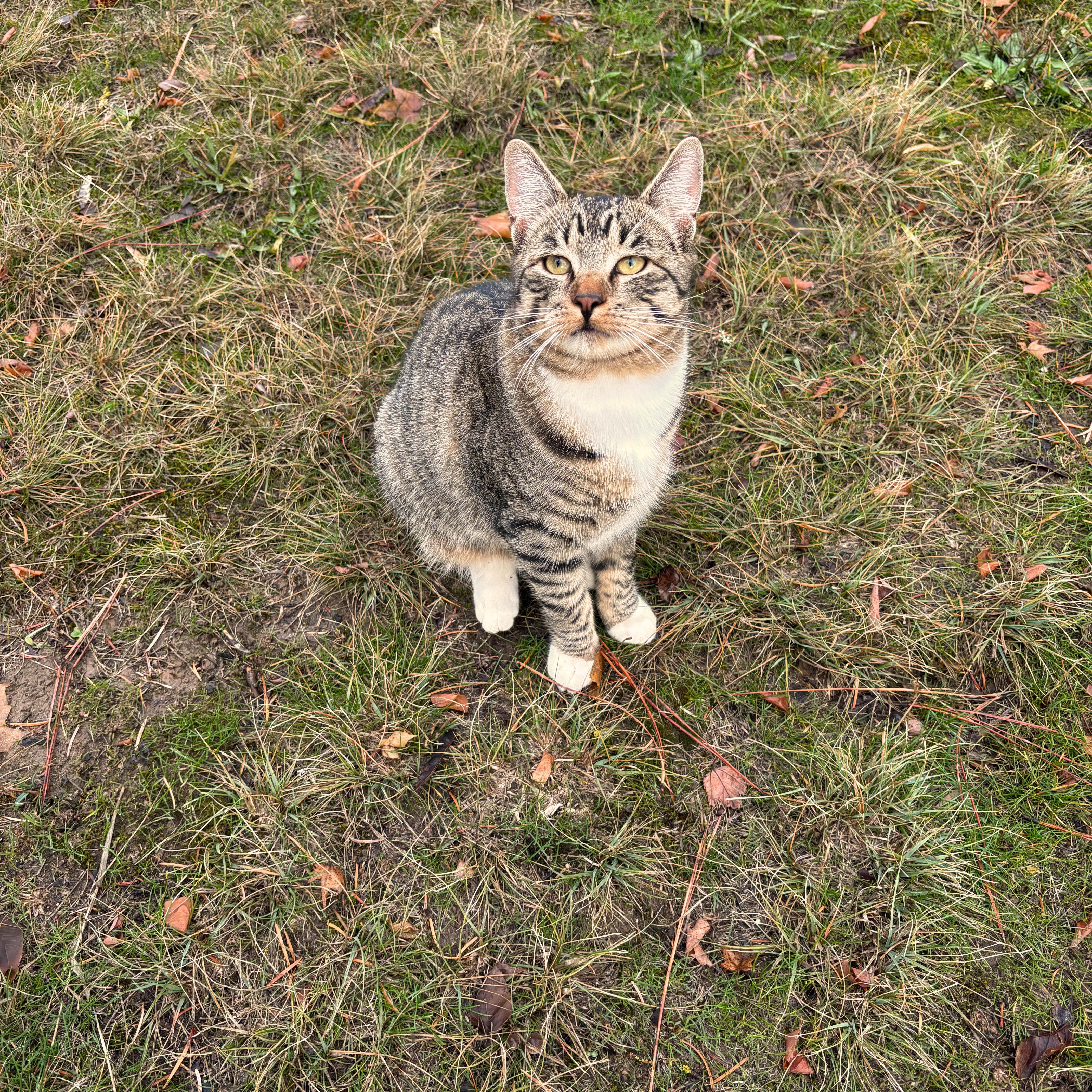 Enlarge **COURTESY LISTING** Tiger, a Adoptable mixed breed in Moscow, ID image 1/5