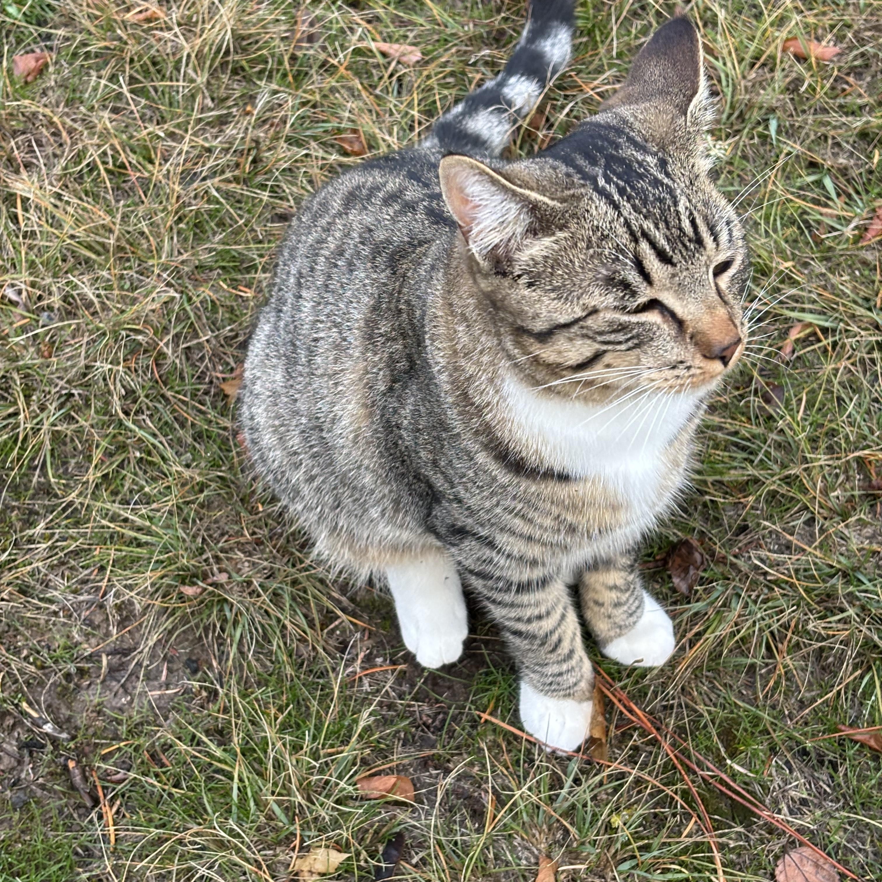 Enlarge **COURTESY LISTING** Tiger, a Adoptable mixed breed in Moscow, ID image 2/5