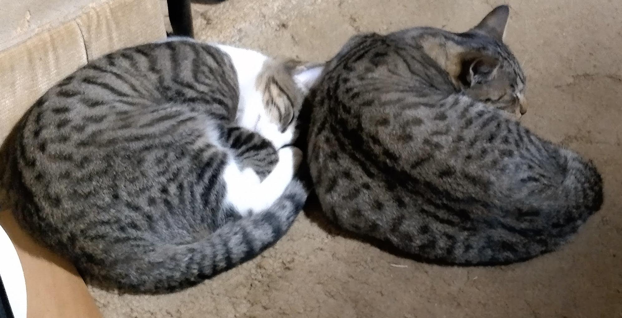 Enlarge **COURTESY LISTING** Tiger, a Adoptable mixed breed in Moscow, ID image 3/5