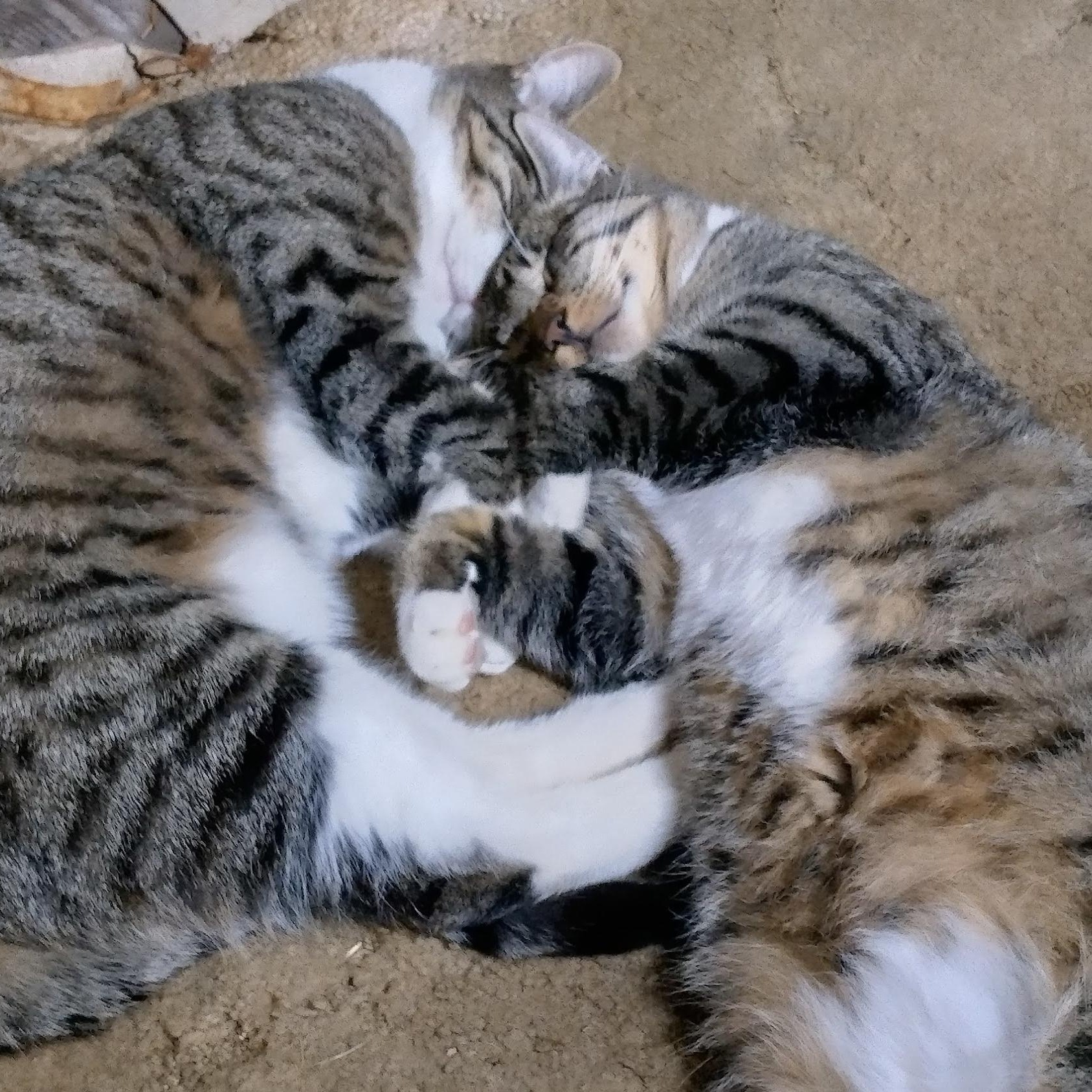 Enlarge **COURTESY LISTING** Tiger, a Adoptable mixed breed in Moscow, ID image 4/5