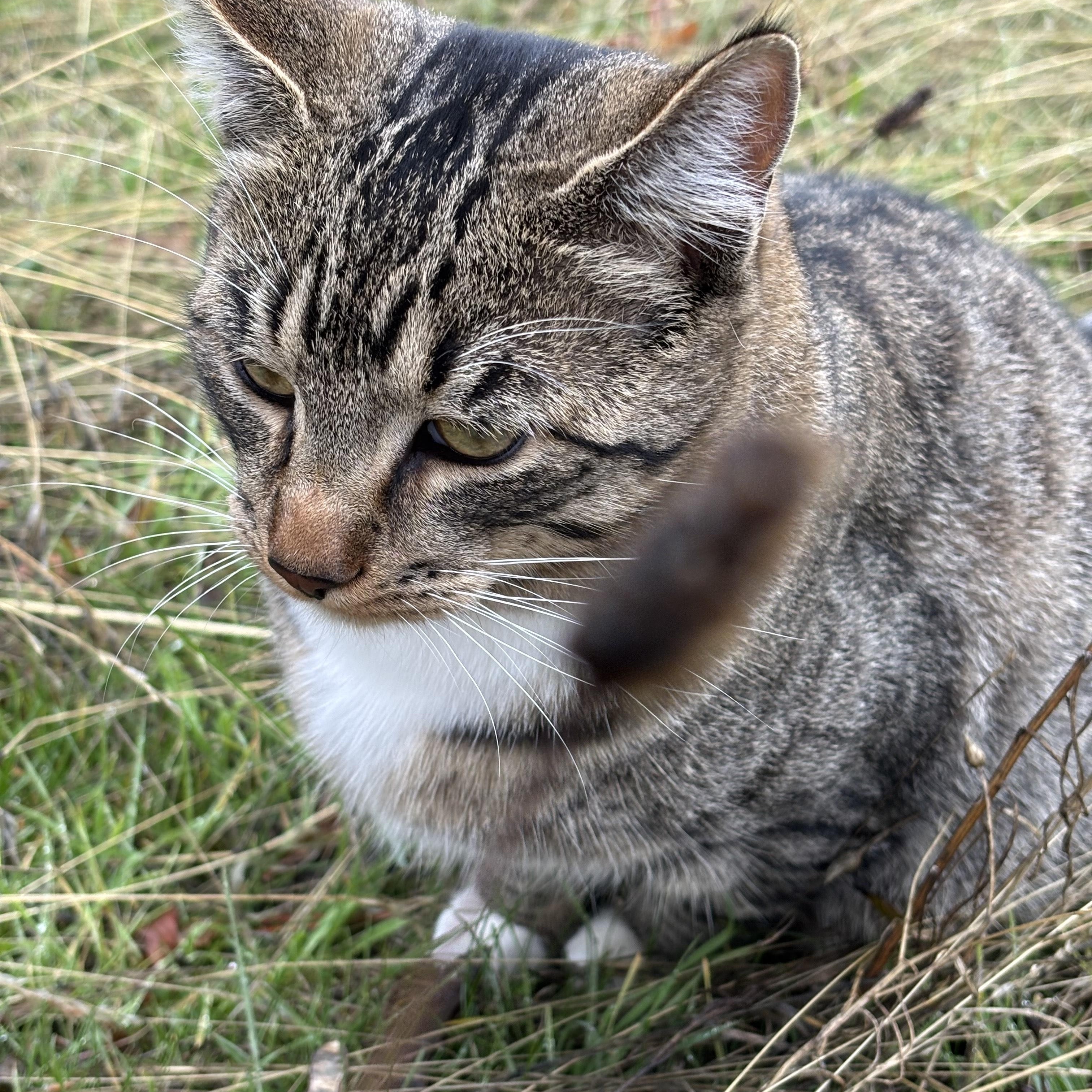 Enlarge **COURTESY LISTING** Tiger, a Adoptable mixed breed in Moscow, ID image 5/5