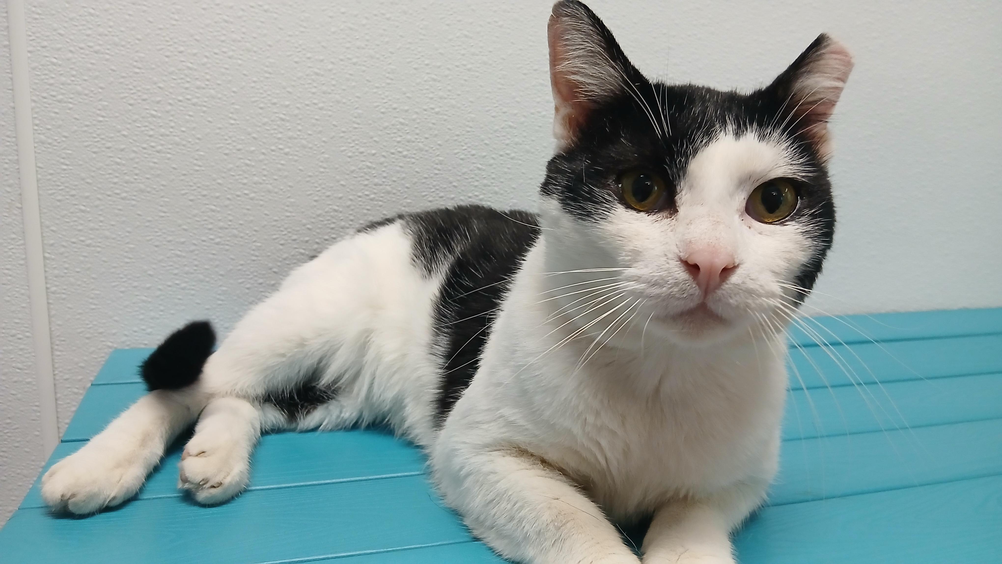 Pinto, a Adoptable Domestic Short Hair in Cullowhee, NC image 4/6