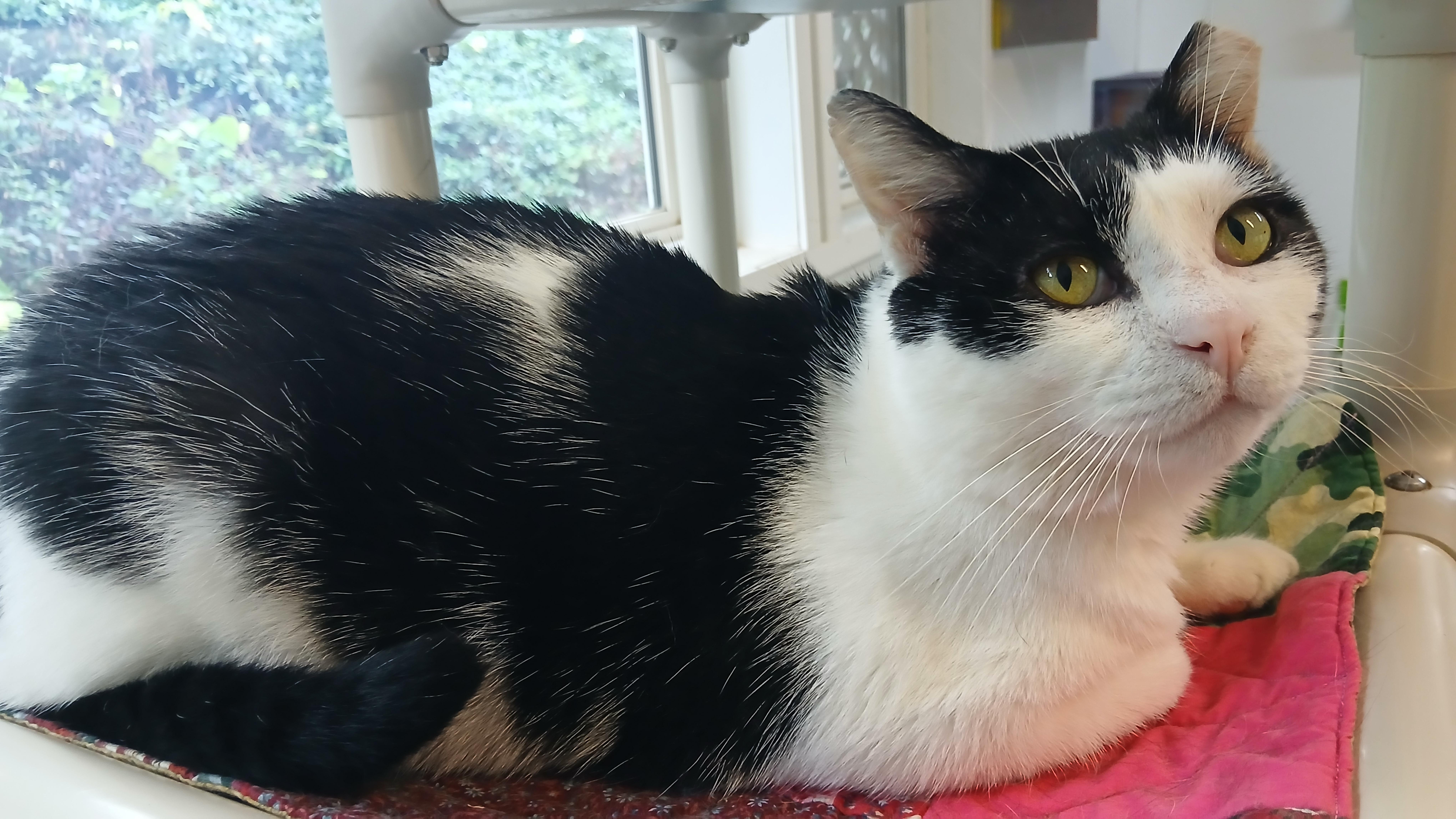 Enlarge Pinto, a Adoptable Domestic Short Hair in Cullowhee, NC image 6/6