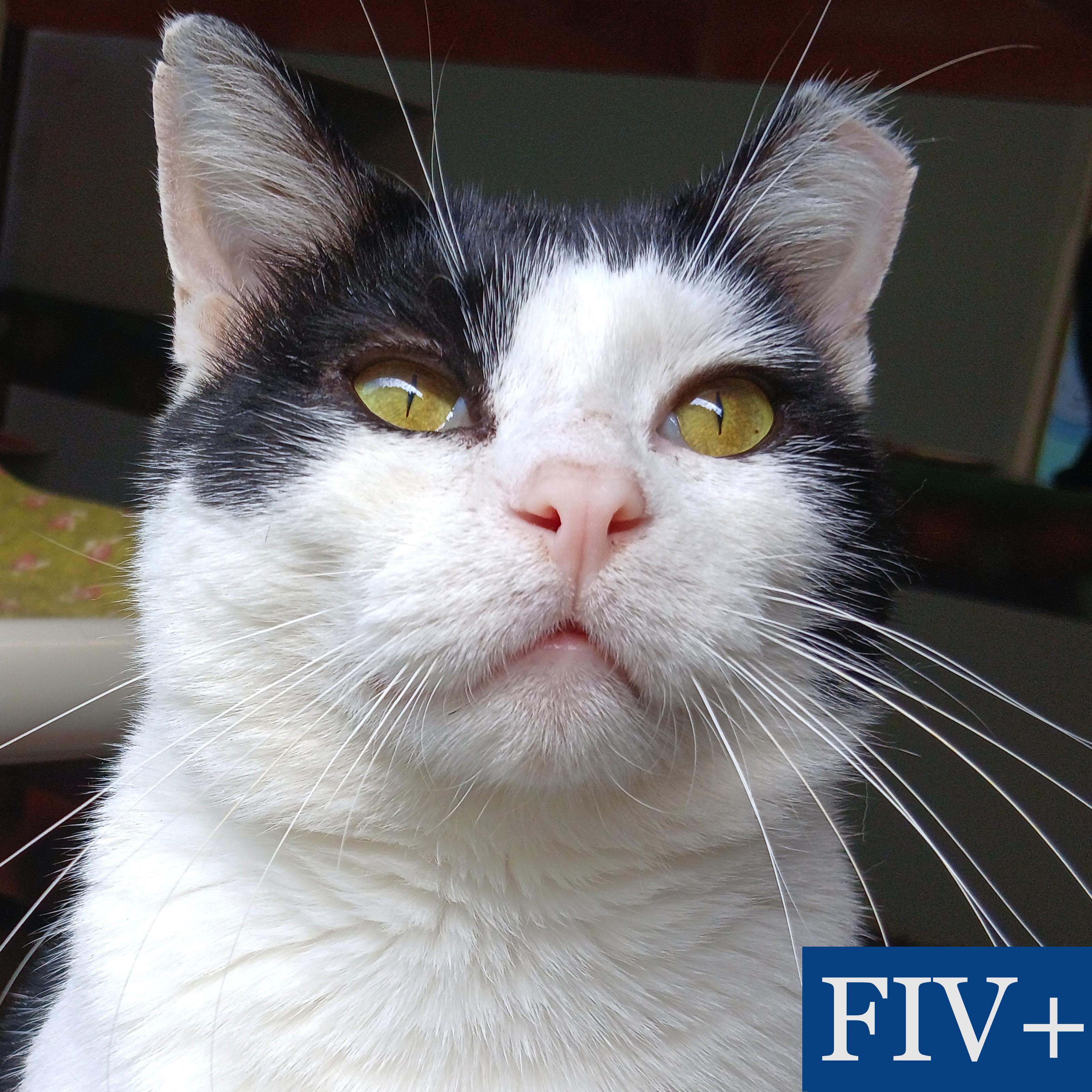 Enlarge Pinto, a Adoptable Domestic Short Hair in Cullowhee, NC image 1/6