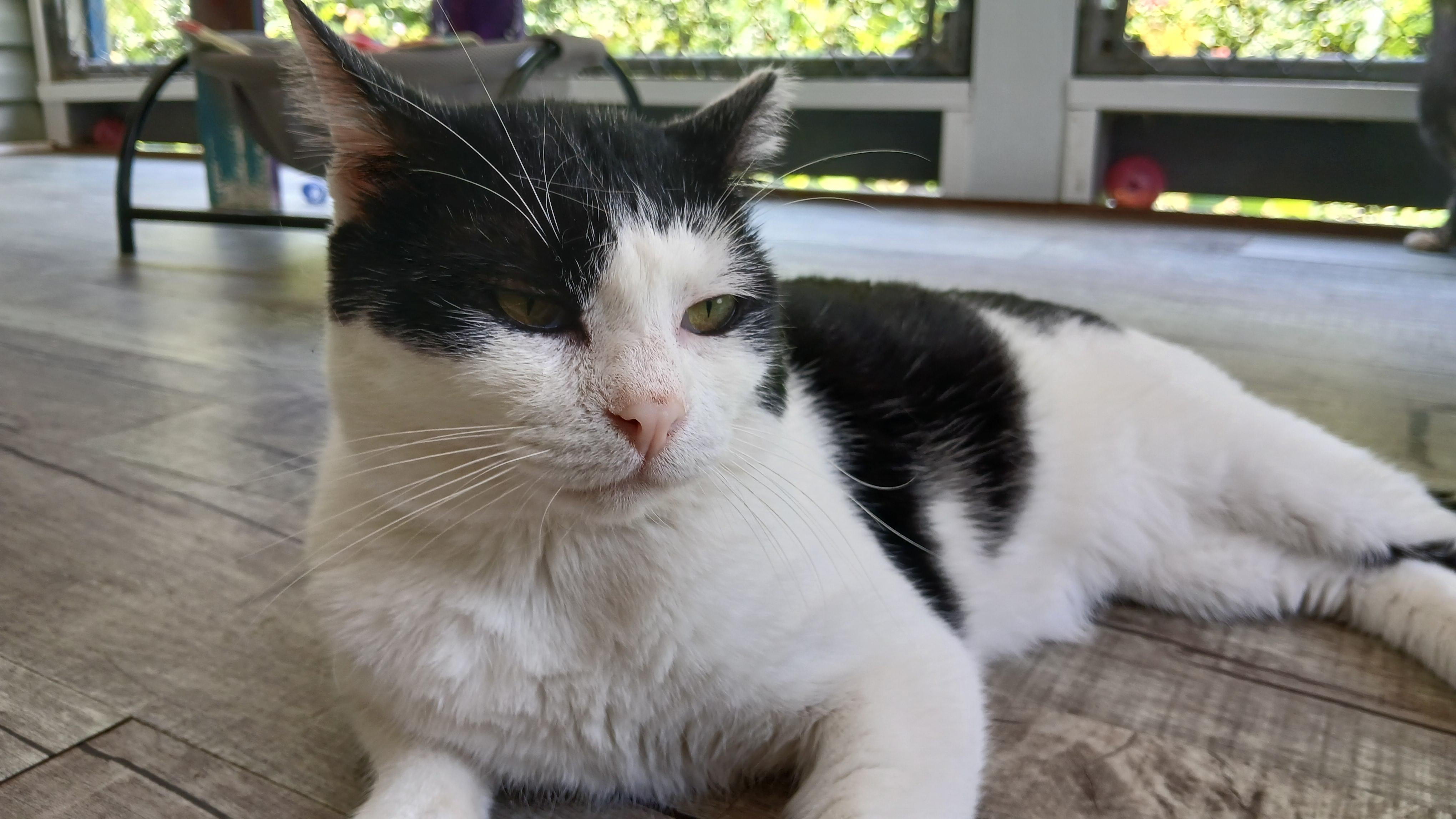 Pinto, a Adoptable Domestic Short Hair in Cullowhee, NC image 5/6