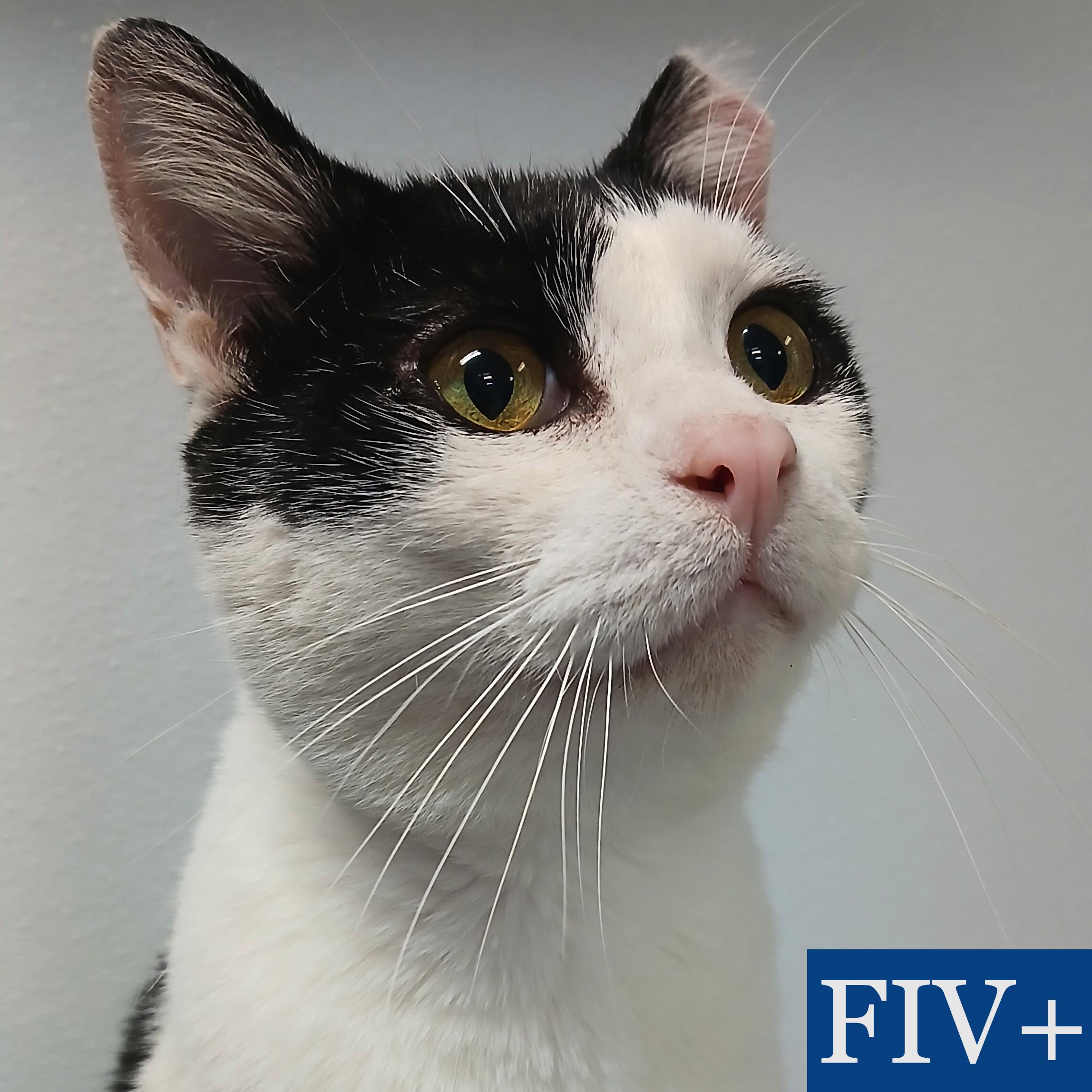 Pinto, Adoptable, Adult Male Domestic Short Hair.