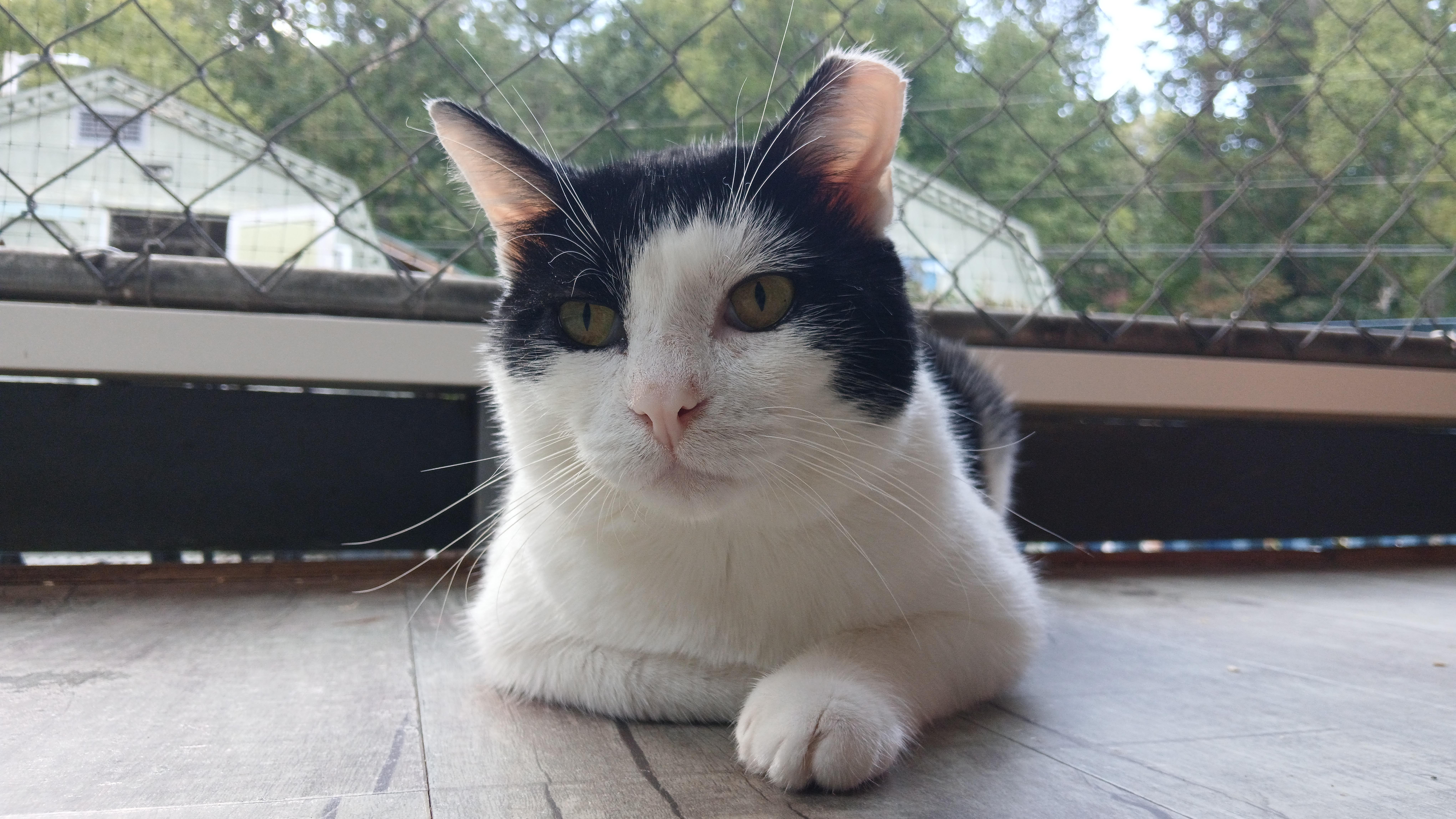 Enlarge Pinto, a Adoptable Domestic Short Hair in Cullowhee, NC image 4/6