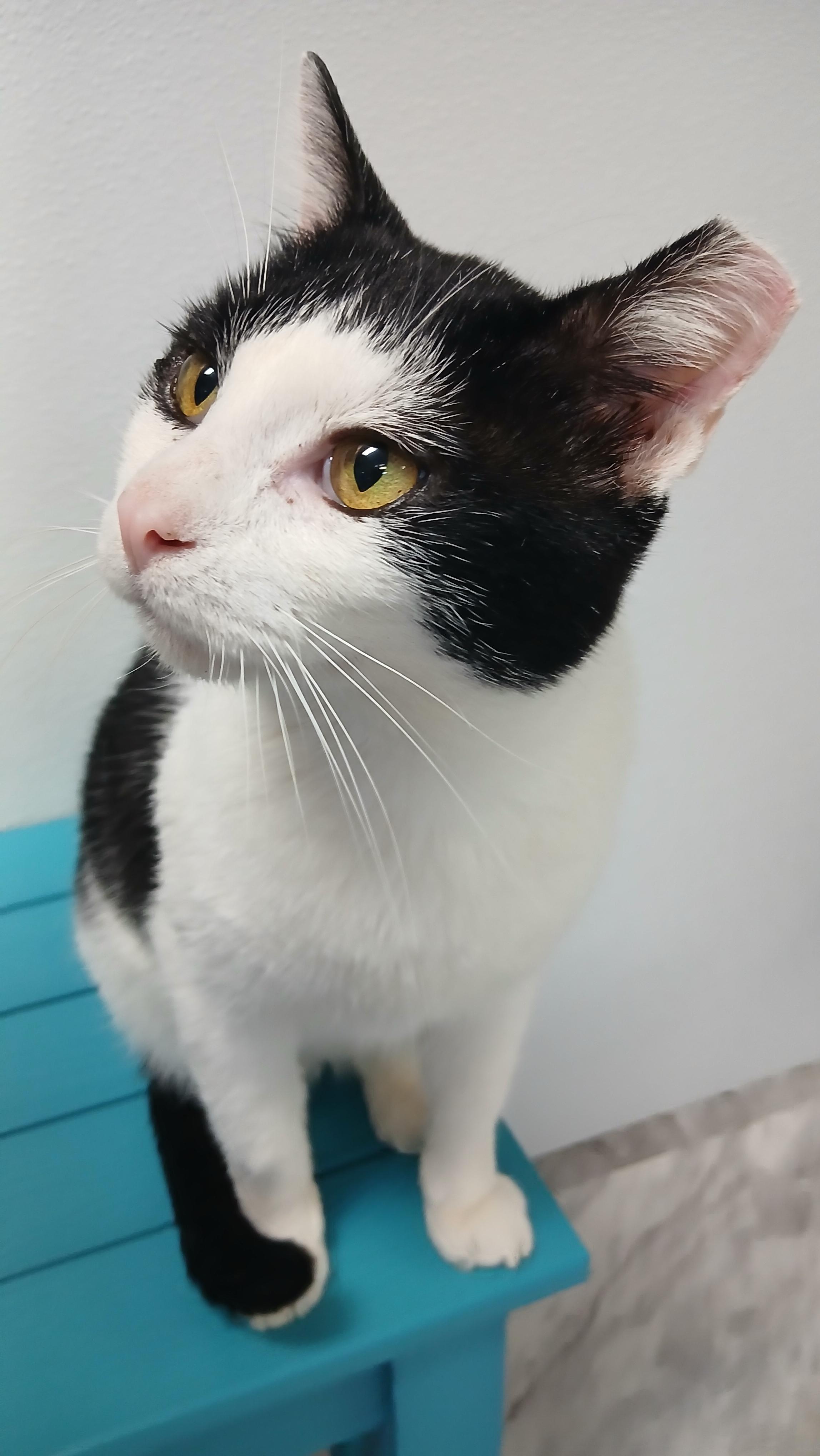 Pinto, a Adoptable Domestic Short Hair in Cullowhee, NC image 6/6
