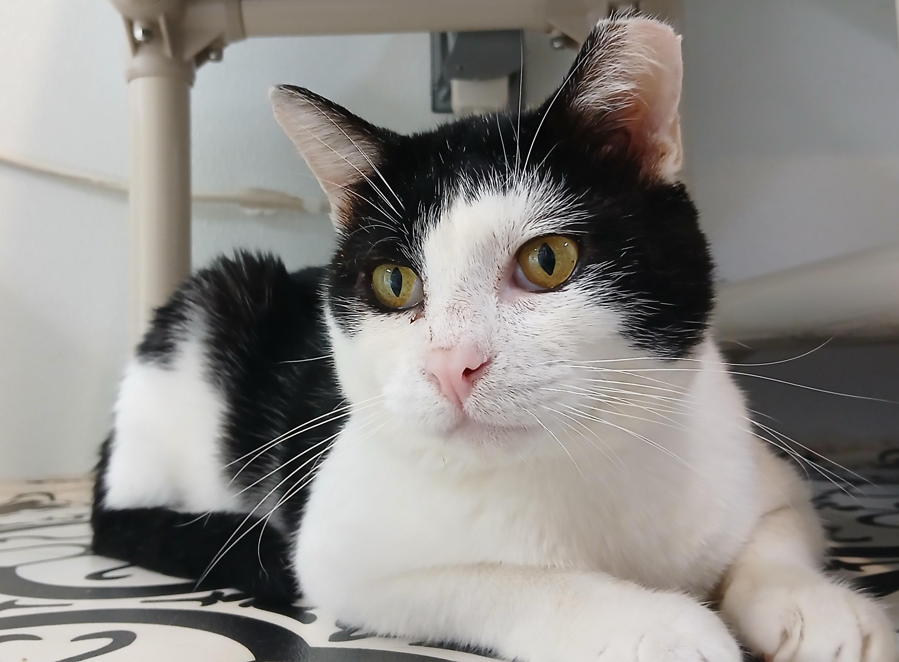 Enlarge Pinto, a Adoptable Domestic Short Hair in Cullowhee, NC image 4/6