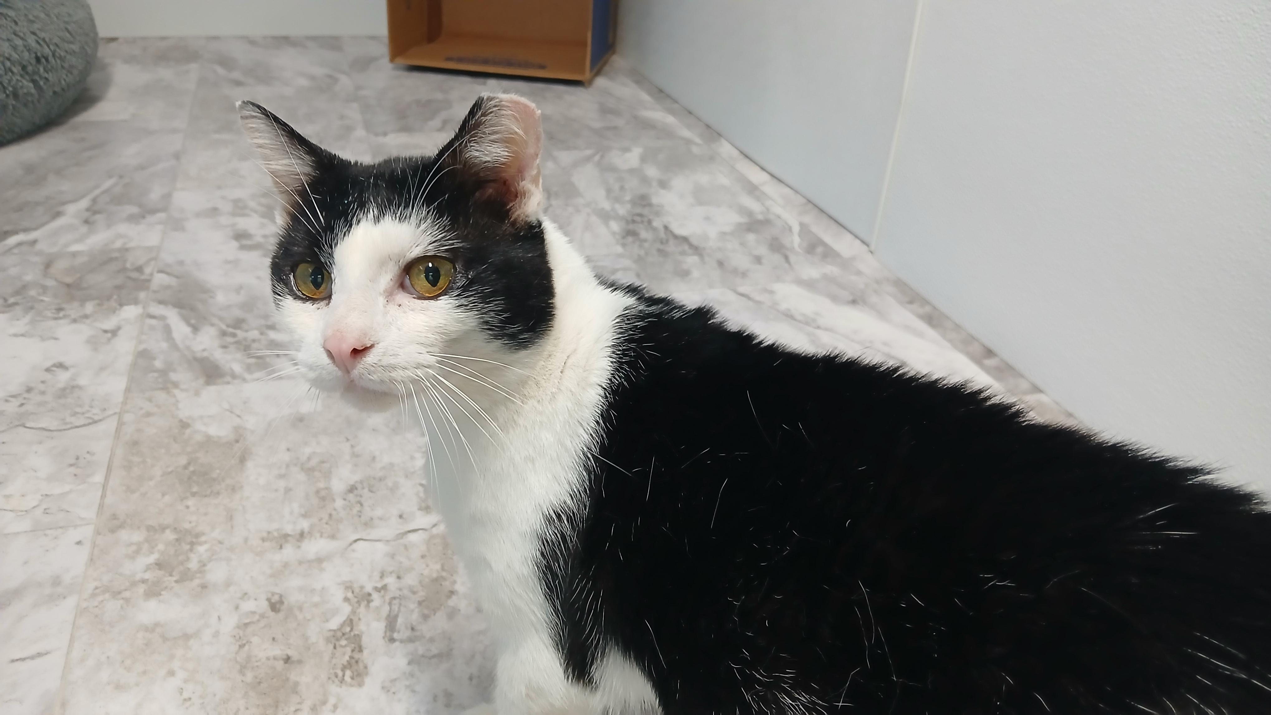 Pinto, a Adoptable Domestic Short Hair in Cullowhee, NC image 3/6
