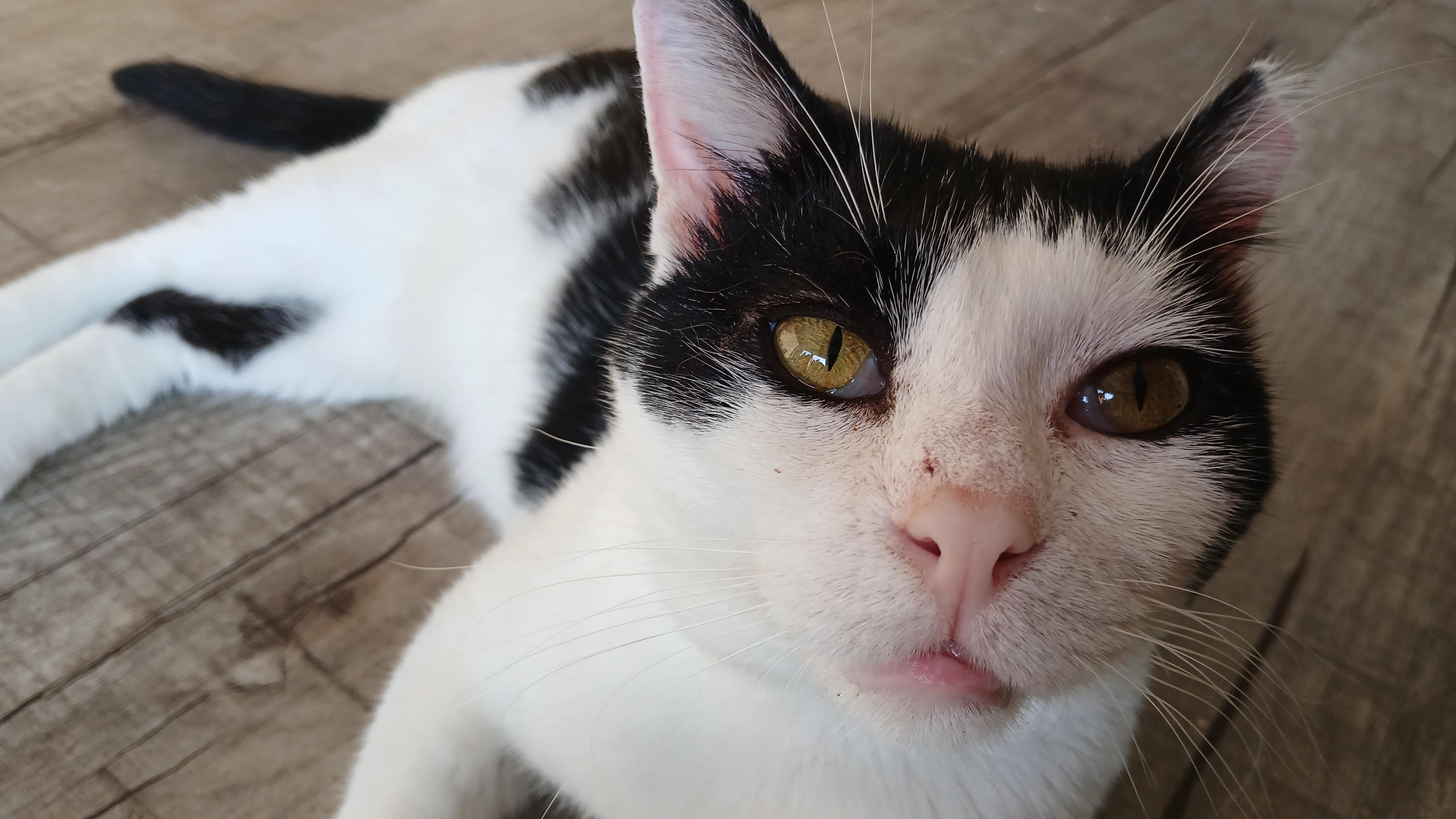 Pinto, a Adoptable Domestic Short Hair in Cullowhee, NC image 2/6
