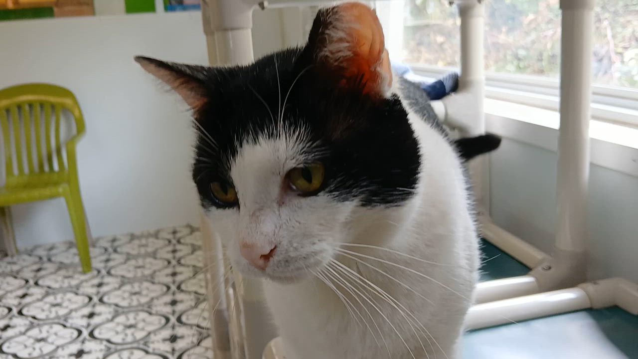 Enlarge Pinto, a Adoptable Domestic Short Hair in Cullowhee, NC video 5/6