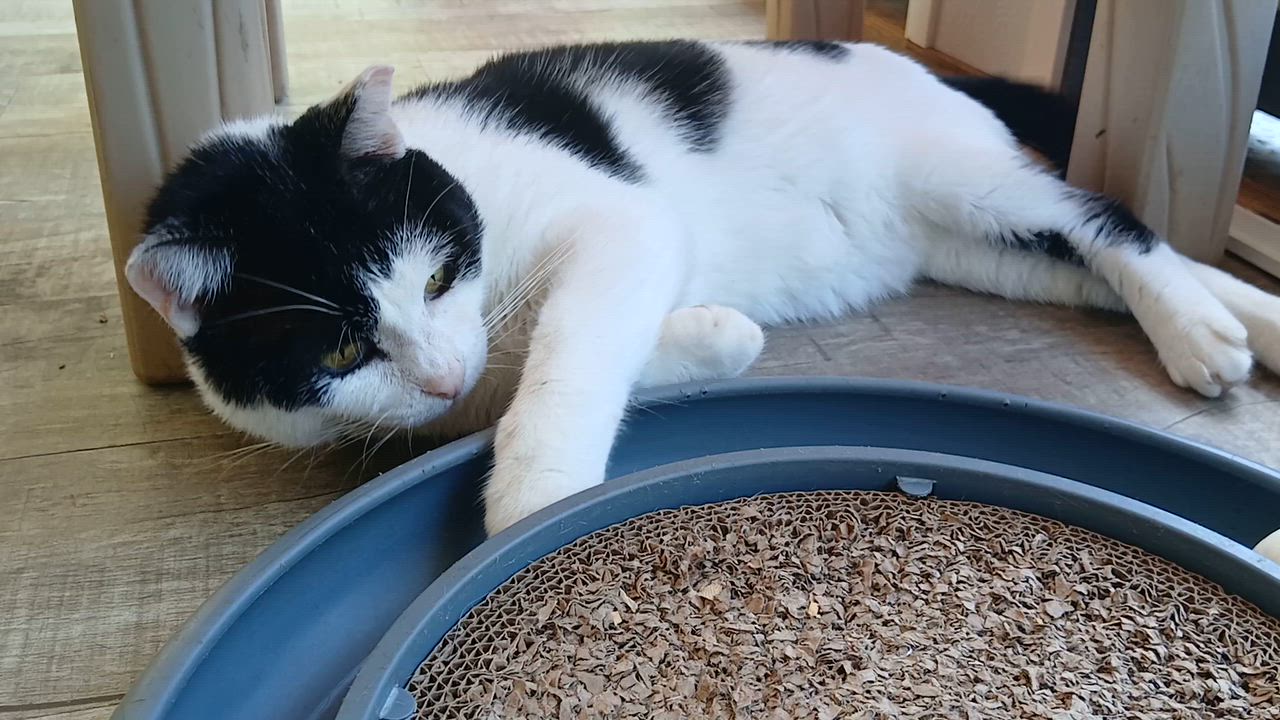 Enlarge Pinto, a Adoptable Domestic Short Hair in Cullowhee, NC video 2/6