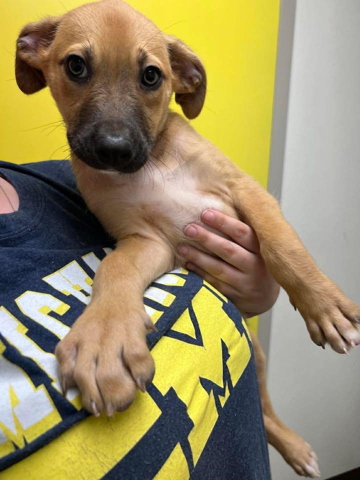 Enlarge Sailor, a Adoptable mixed breed in Port Lavaca, TX image 4/6