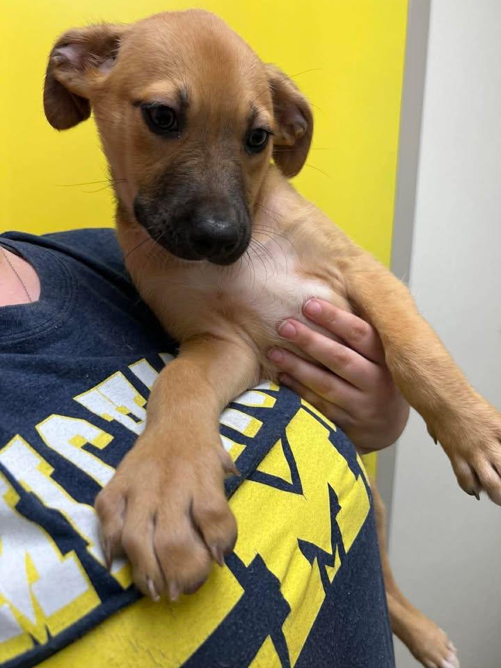 Enlarge Sailor, a Adoptable mixed breed in Port Lavaca, TX image 5/6