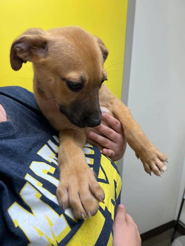 Enlarge Sailor, a Adoptable mixed breed in Port Lavaca, TX image 2/6