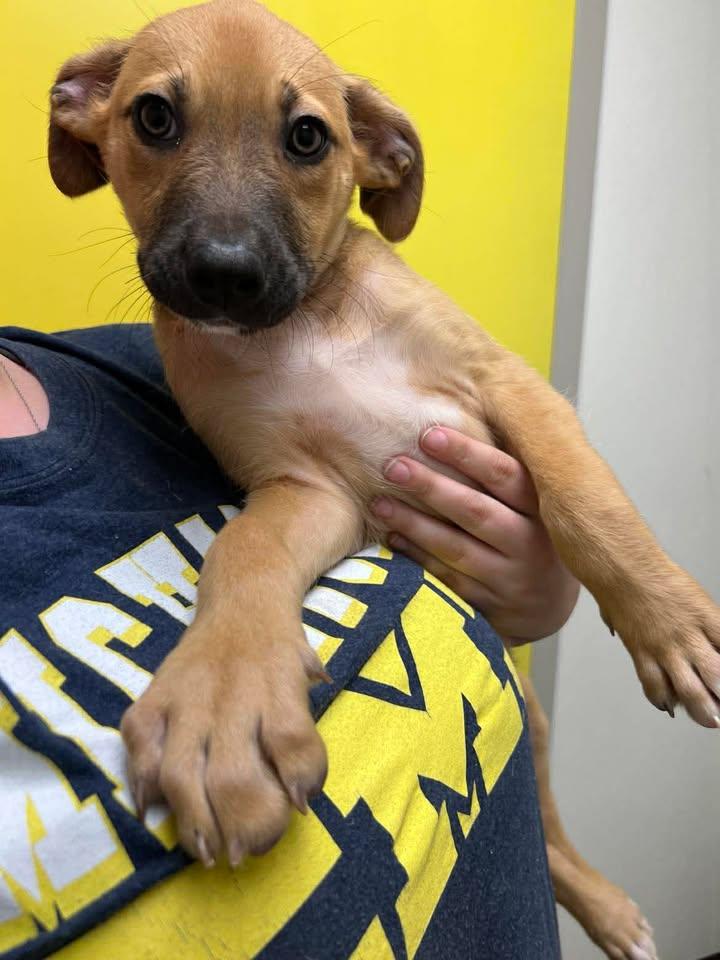 Enlarge Sailor, a Adoptable mixed breed in Port Lavaca, TX image 1/6