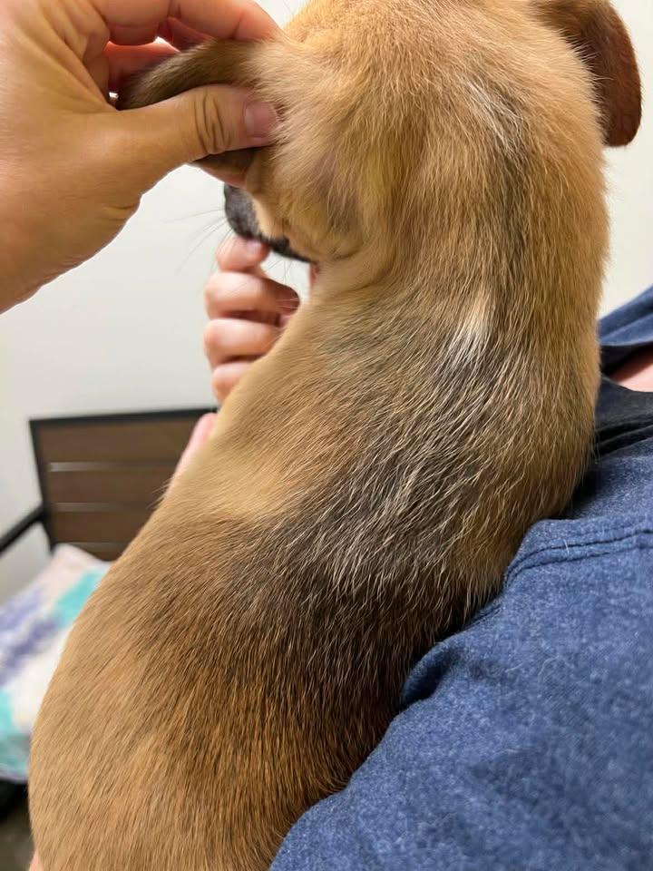 Enlarge Sailor, a Adoptable mixed breed in Port Lavaca, TX image 3/6