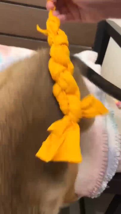 Enlarge Sailor, a Adoptable mixed breed in Port Lavaca, TX video 6/6