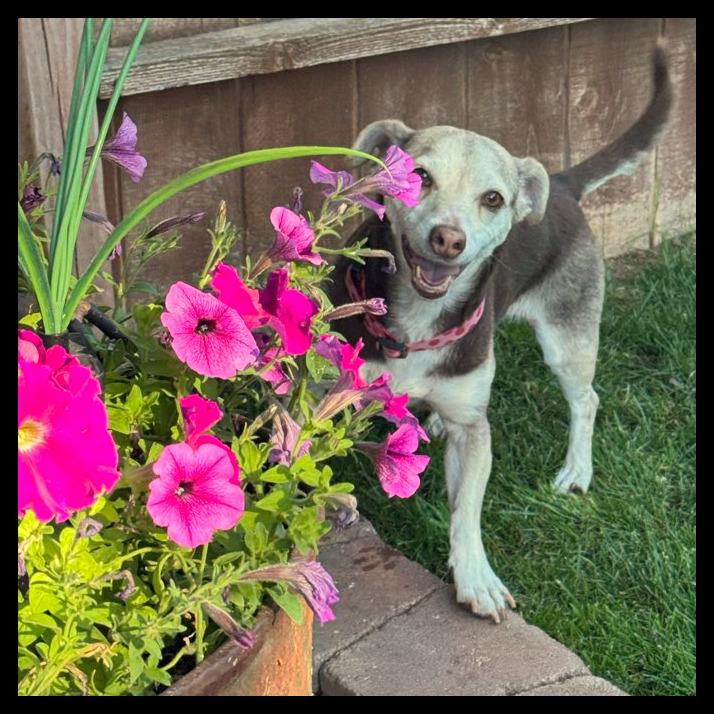 Enlarge Olive, a Adoptable mixed breed in Laramie, WY image 1/5