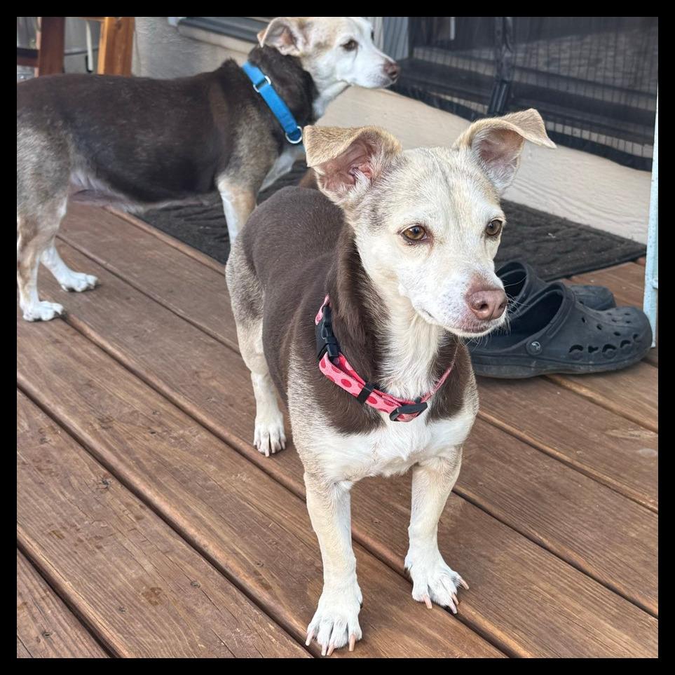 Enlarge Olive, a Adoptable mixed breed in Laramie, WY image 2/5