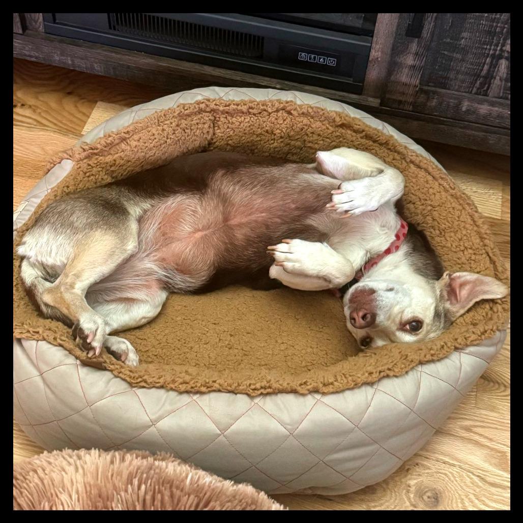Enlarge Olive, a Adoptable mixed breed in Laramie, WY image 3/5