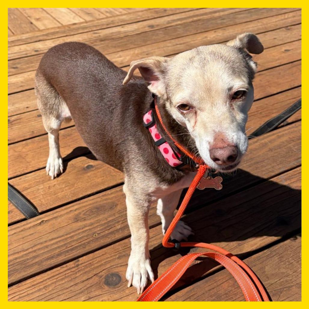 Enlarge Olive, a Adoptable mixed breed in Laramie, WY image 4/5