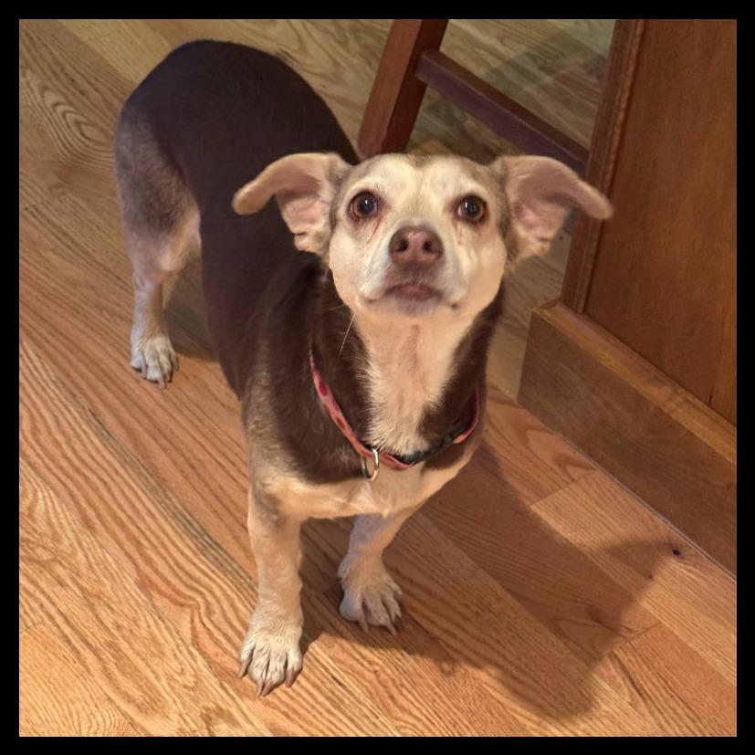 Enlarge Olive, a Adoptable mixed breed in Laramie, WY image 5/5