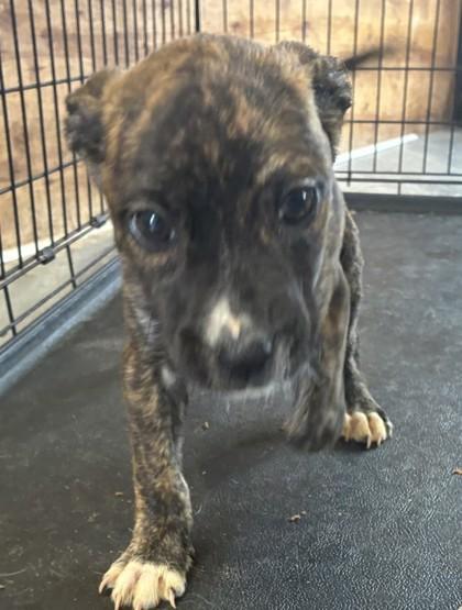 Ellie, Adoptable, Puppy Female Pit Bull Terrier & Mixed Breed.