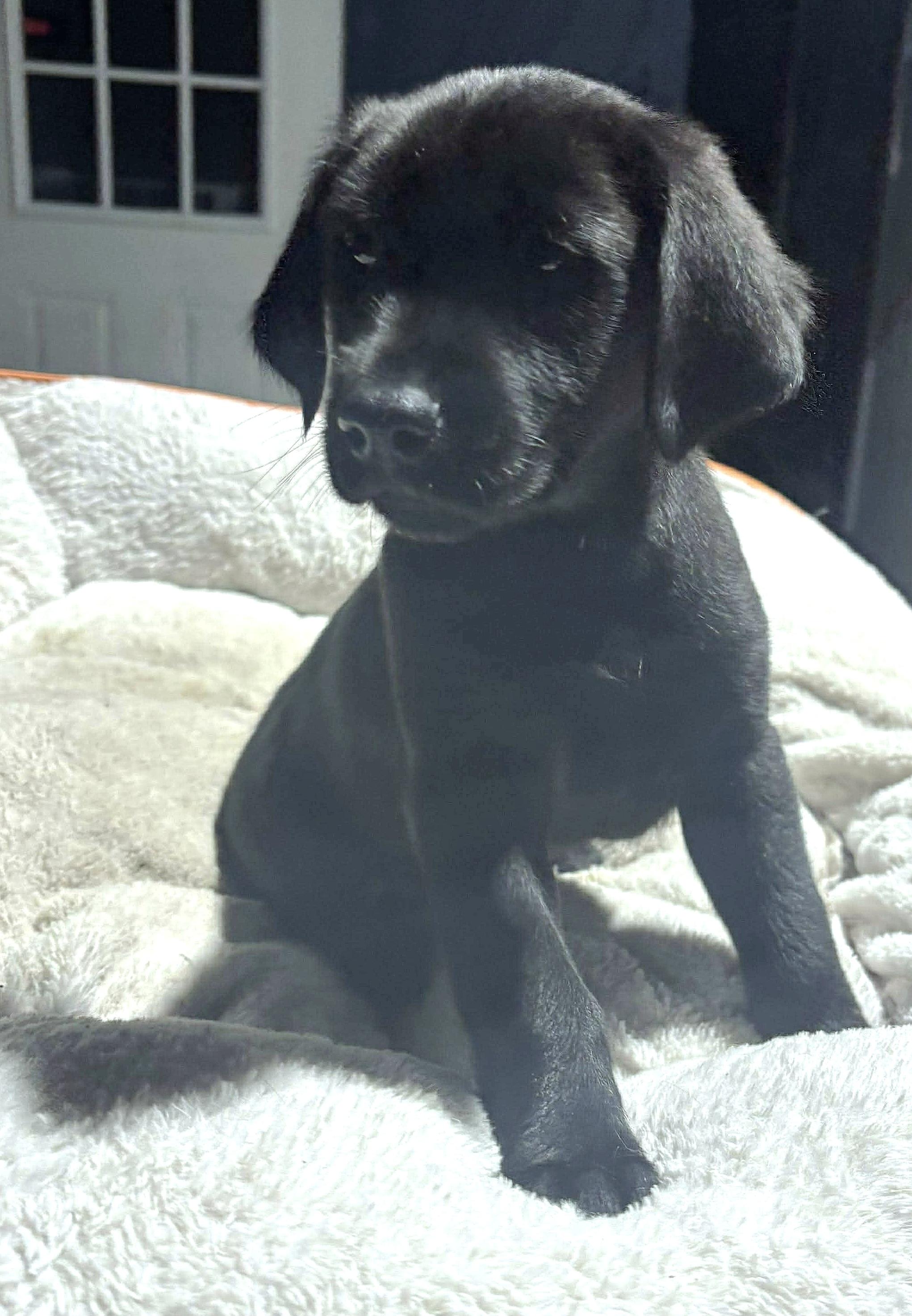 Bricklebaum *App Pending *, Adoptable, Puppy Male Labrador Retriever.