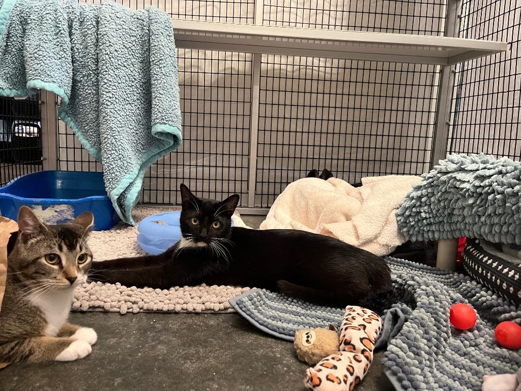 Earvin, Adoptable, Kitten Male Domestic Short Hair.