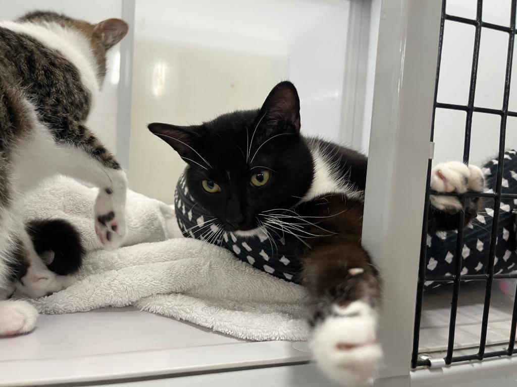 Enlarge Earvin, a Adoptable mixed breed in Raleigh, NC image 2/3