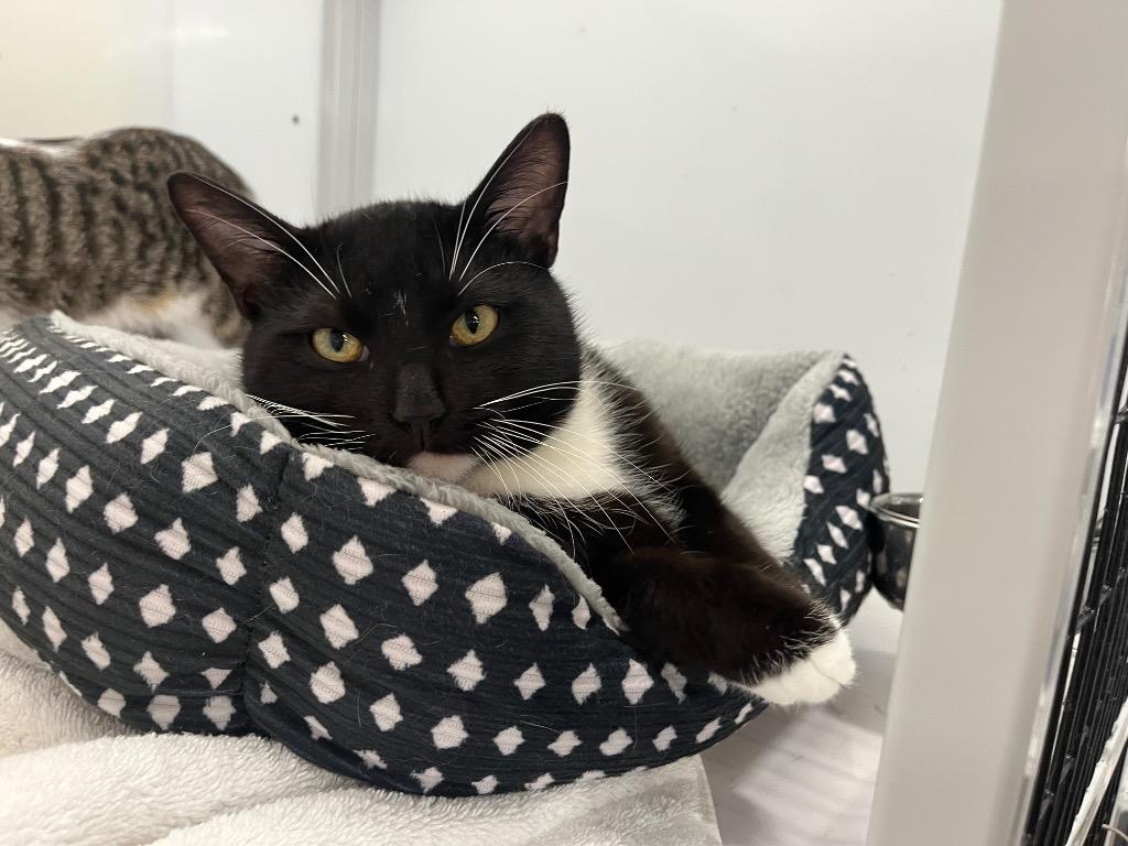 Enlarge Earvin, a Adoptable mixed breed in Raleigh, NC image 3/3