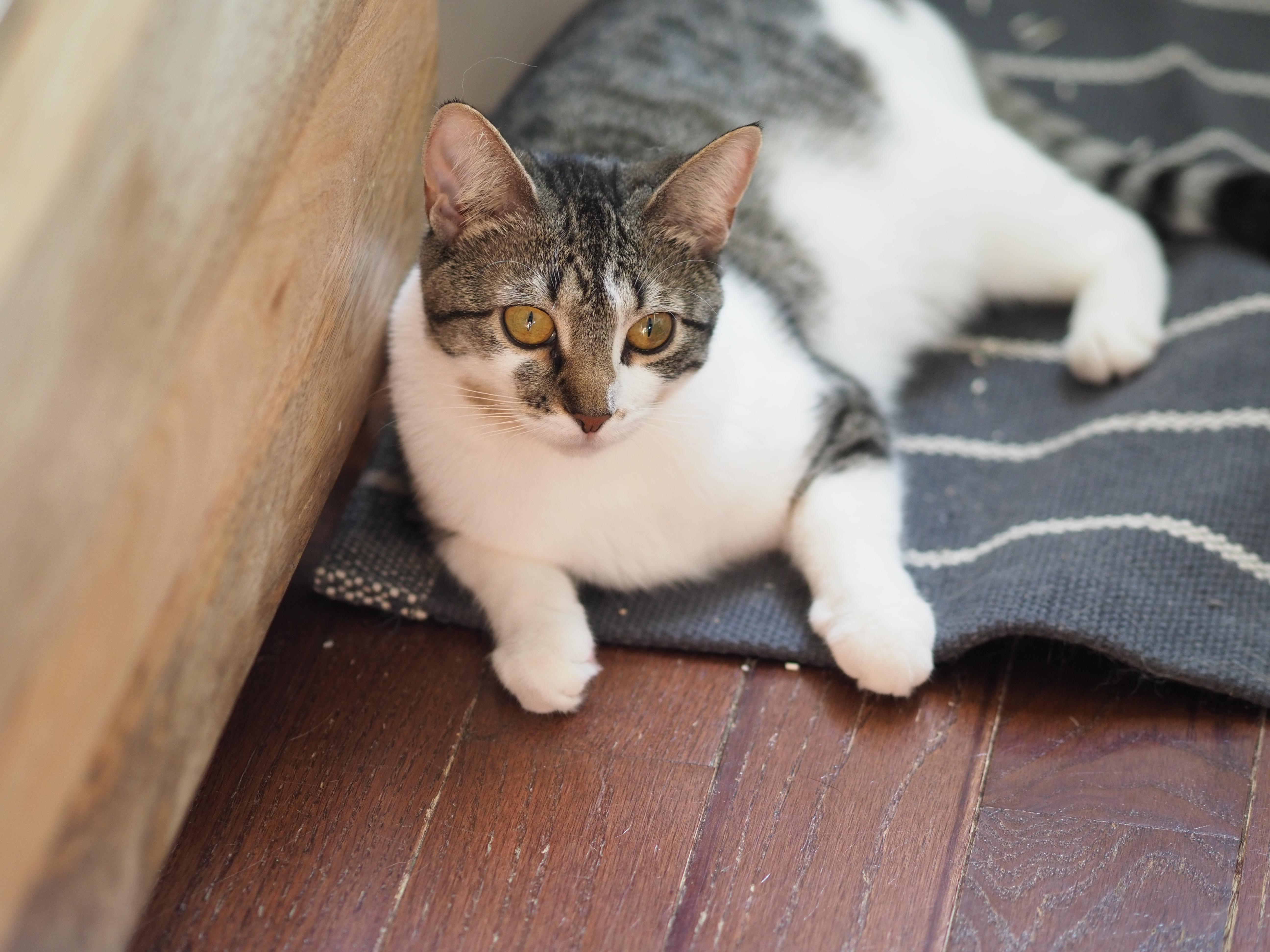 Tulle, a Adoptable Domestic Short Hair in Brooklyn, NY image 3/5
