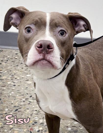 Sisu, Adoptable, Puppy Female Pit Bull Terrier & Mixed Breed.