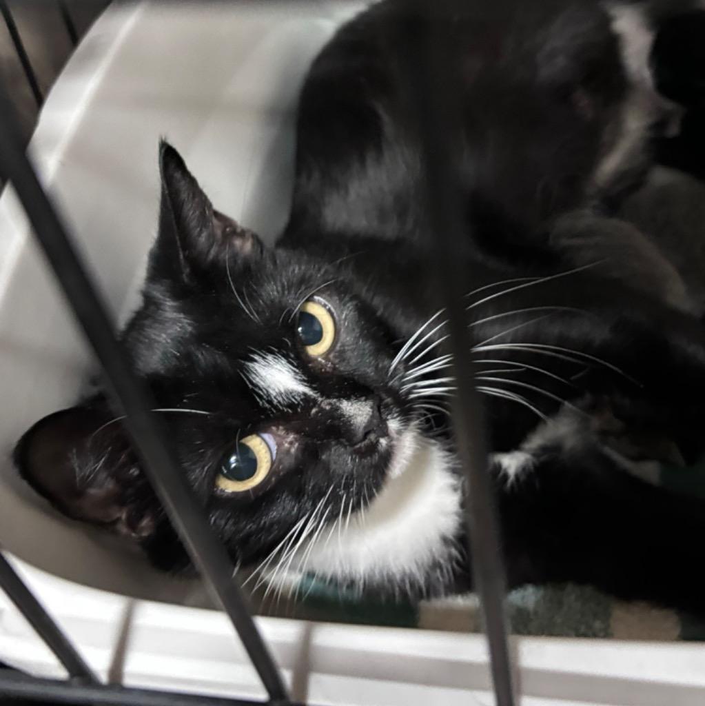 Catfish, Adopted, Young Female Domestic Short Hair.