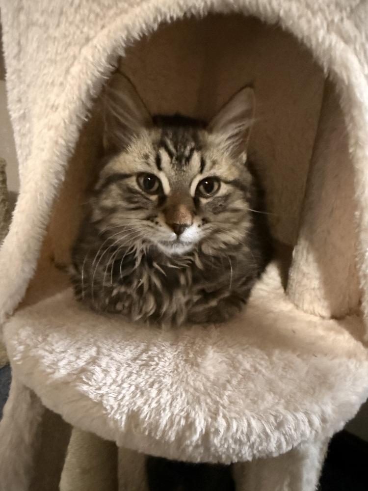 Enlarge McIntosh, a Adoptable Domestic Long Hair in Bellingham, WA image 1/5