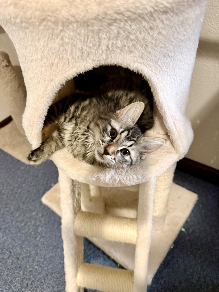 Enlarge McIntosh, a Adoptable Domestic Long Hair in Bellingham, WA image 2/5